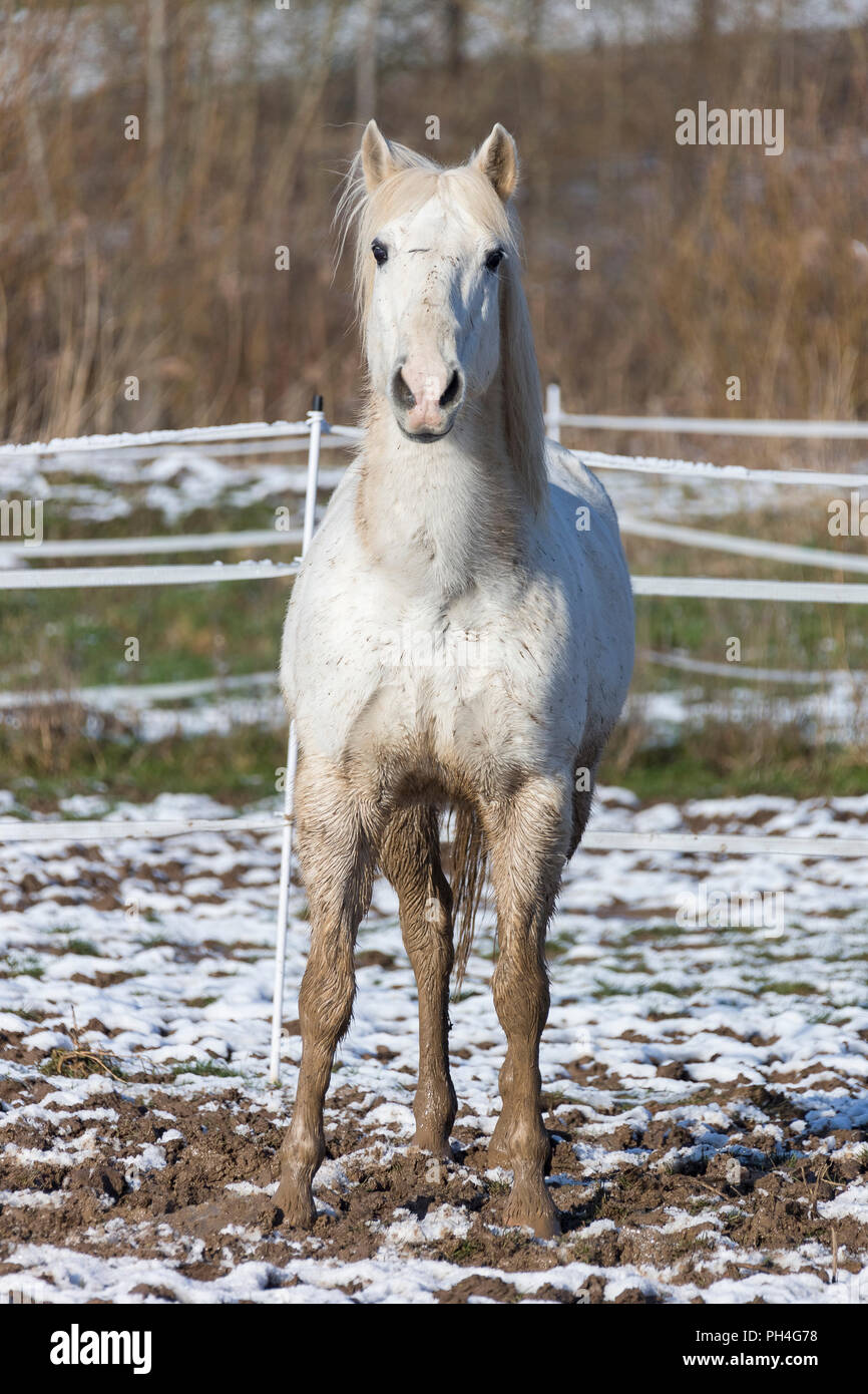 Reine Spanische Pferd, Andalusische. Grau nach stehend auf einem Matschigen Weide im Winter. Deutschland Stockfoto