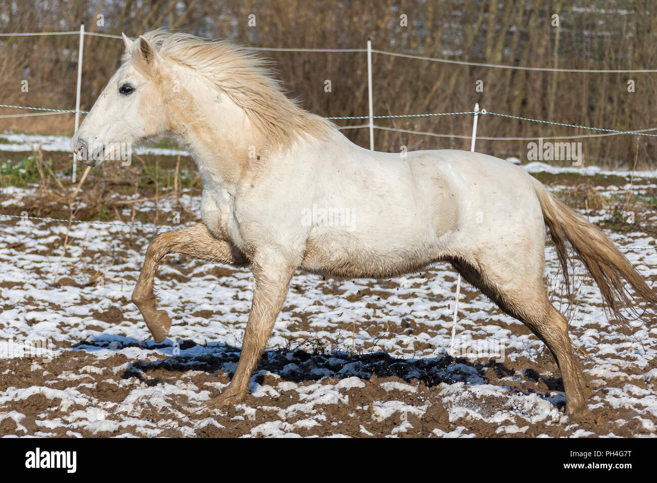 Reine Spanische Pferd, Andalusische. Grau nach Galopp auf einem Matschigen Weide im Winter. Deutschland Stockfoto