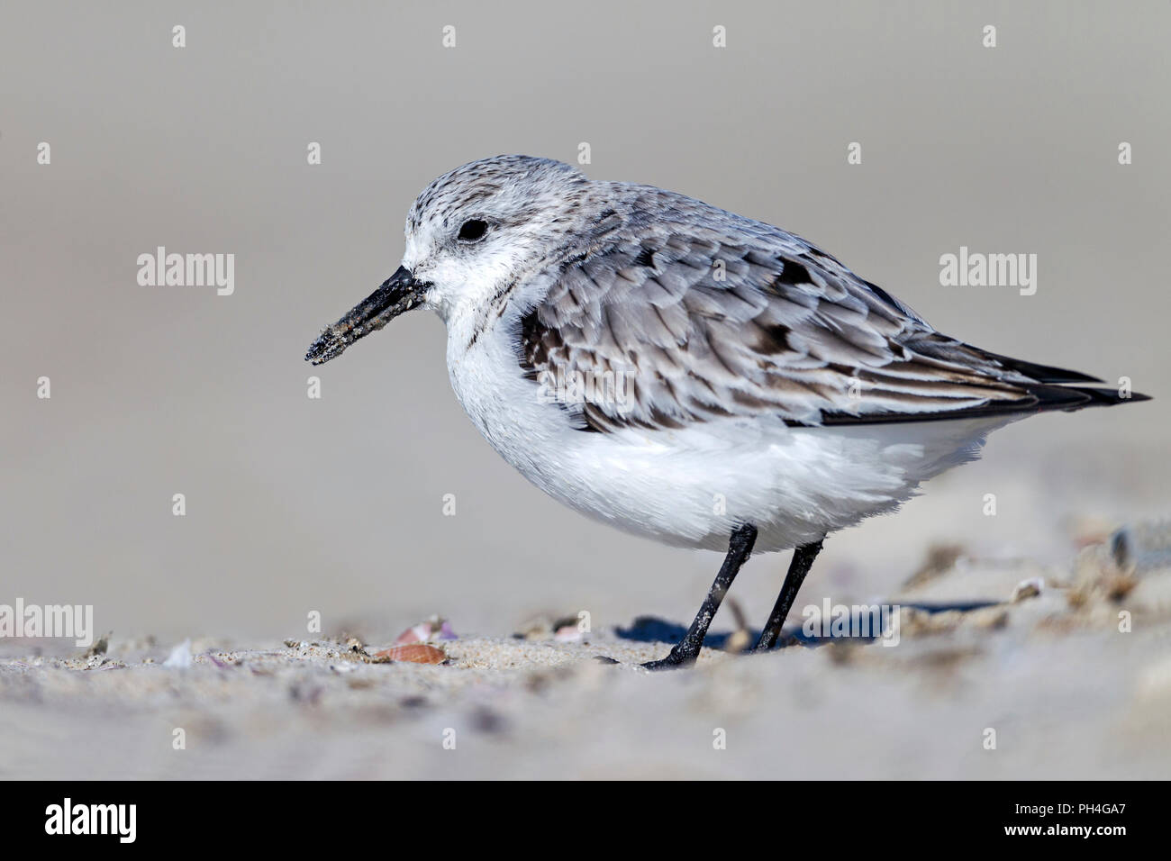 Sanderling (Calidris alba). In den nicht nach - Zucht Gefieder auf Sand. Deutschland Stockfoto