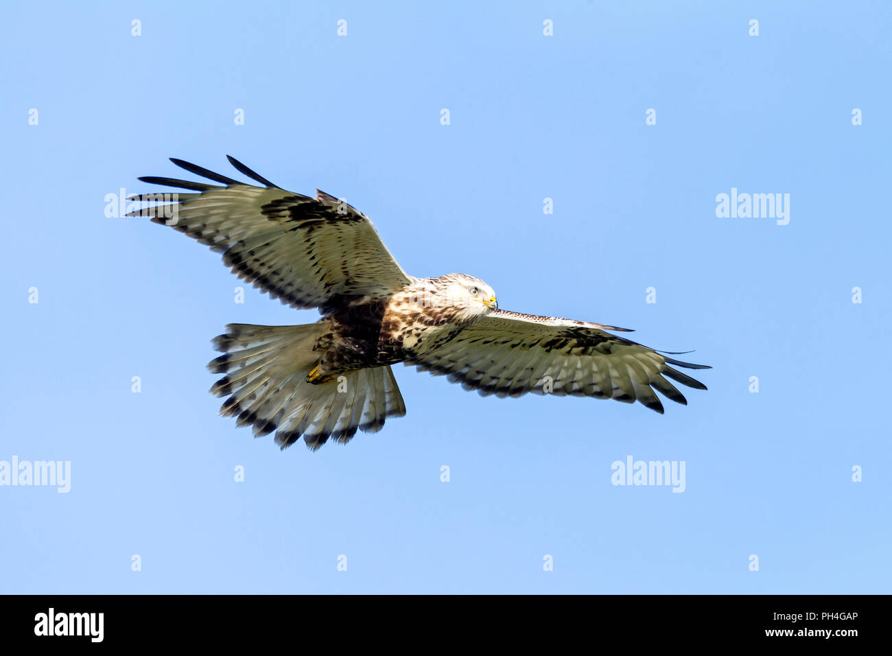 Rauen-legged Mäusebussard (Buteo lagopus) im Schwebeflug, Deutschland Stockfoto