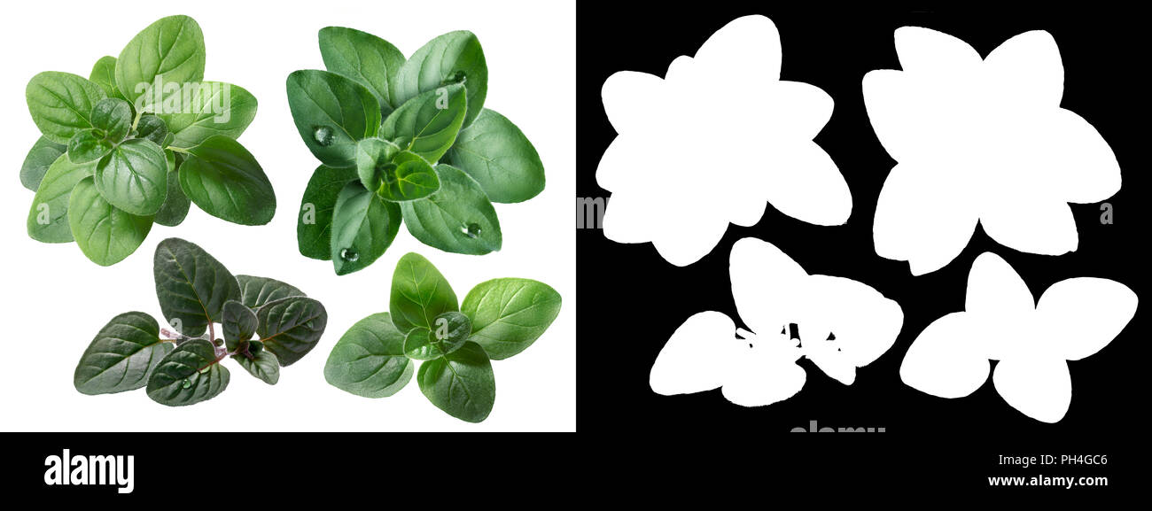 Oregano (Origanum spp.) frische Blätter. Verschiedene Sorten Stockfoto