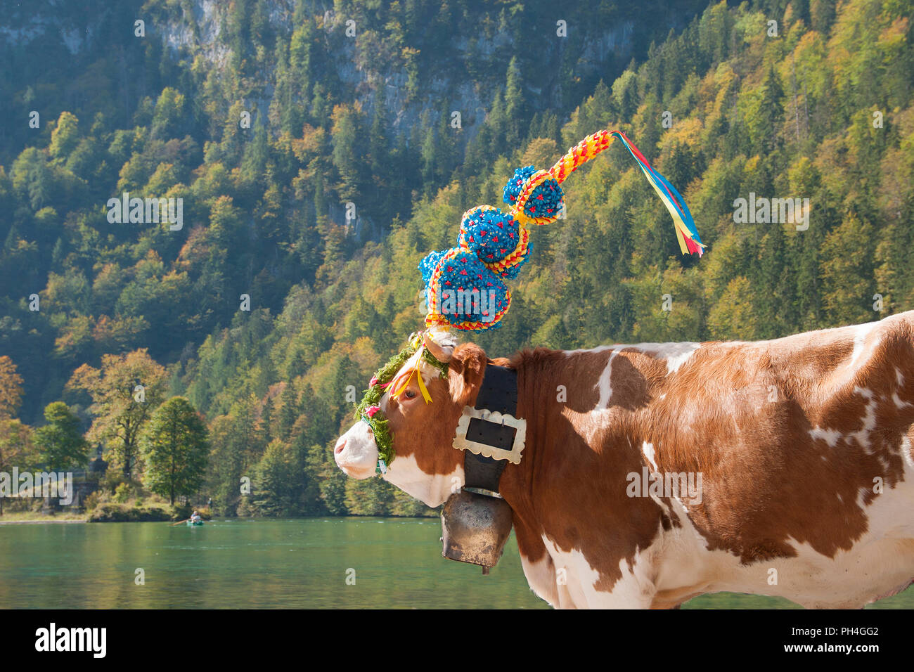 Kuh mit Kopfschmuck während der Kuh Zug von der Alm Saletalm über den Königssee und als Heimat der lokalen stabil in der Schönau, Berchtesgadener Land, Oberbayern, Deutschland Stockfoto