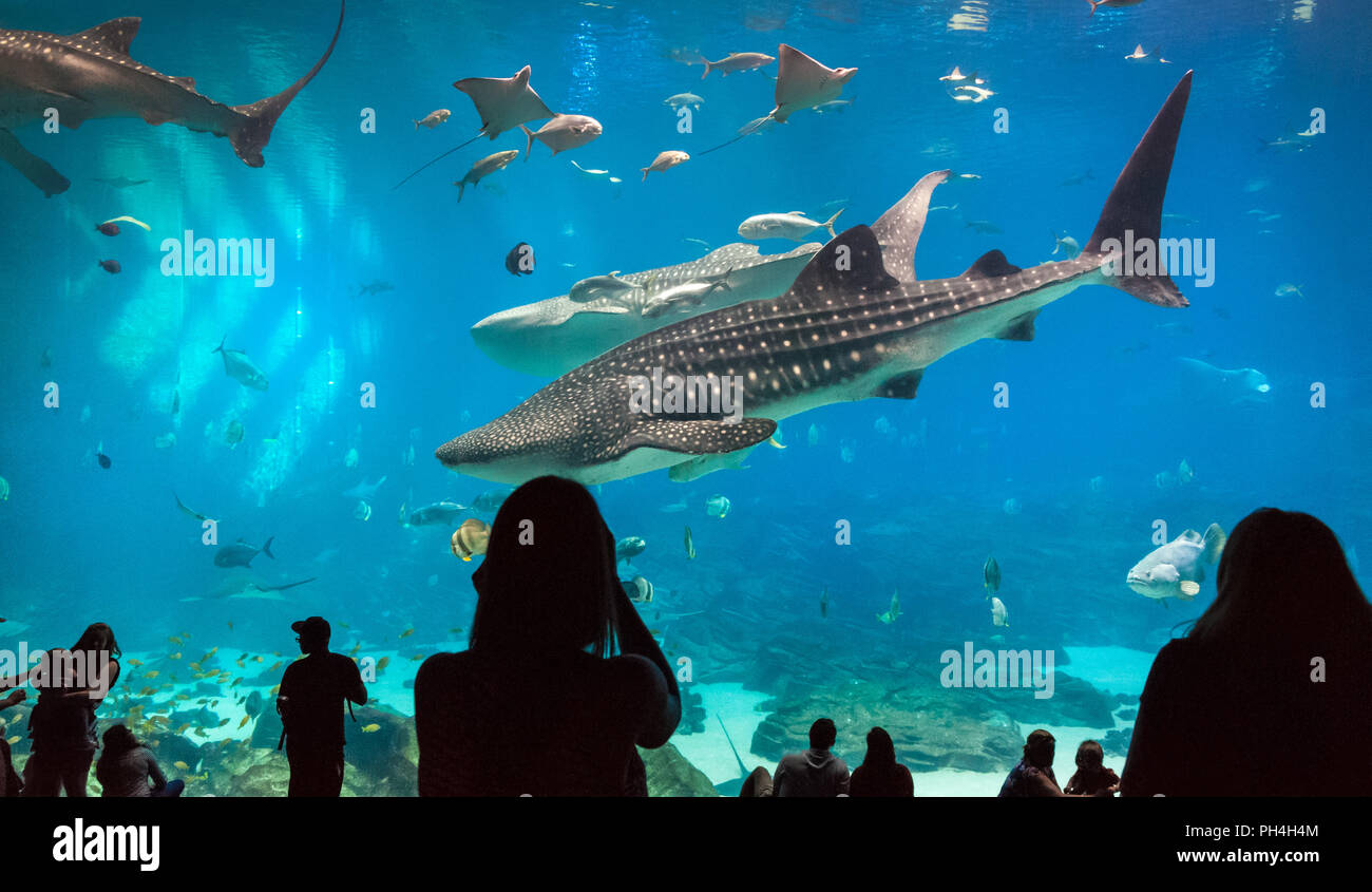 Atlanta Georgia Aquarium bietet den Besuchern eine atemberaubende Unterwasserwelt als riesige Walhaie und Mantas schwimmen mit zwei menschliche Taucher. Stockfoto