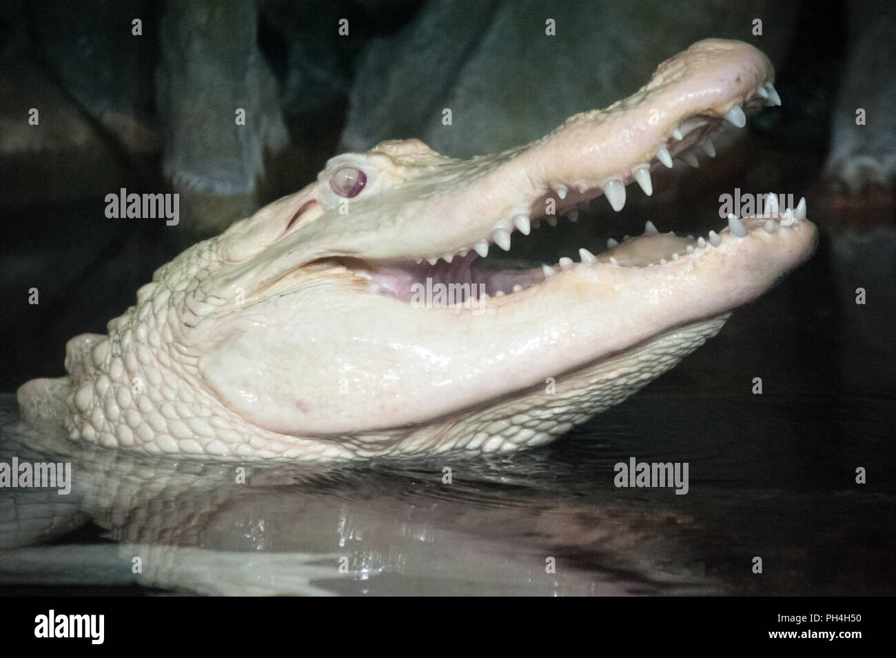Seltene albino Alligator zeigt seine Zähne am Georgia Aquarium in Atlanta, Georgia. (USA) Stockfoto