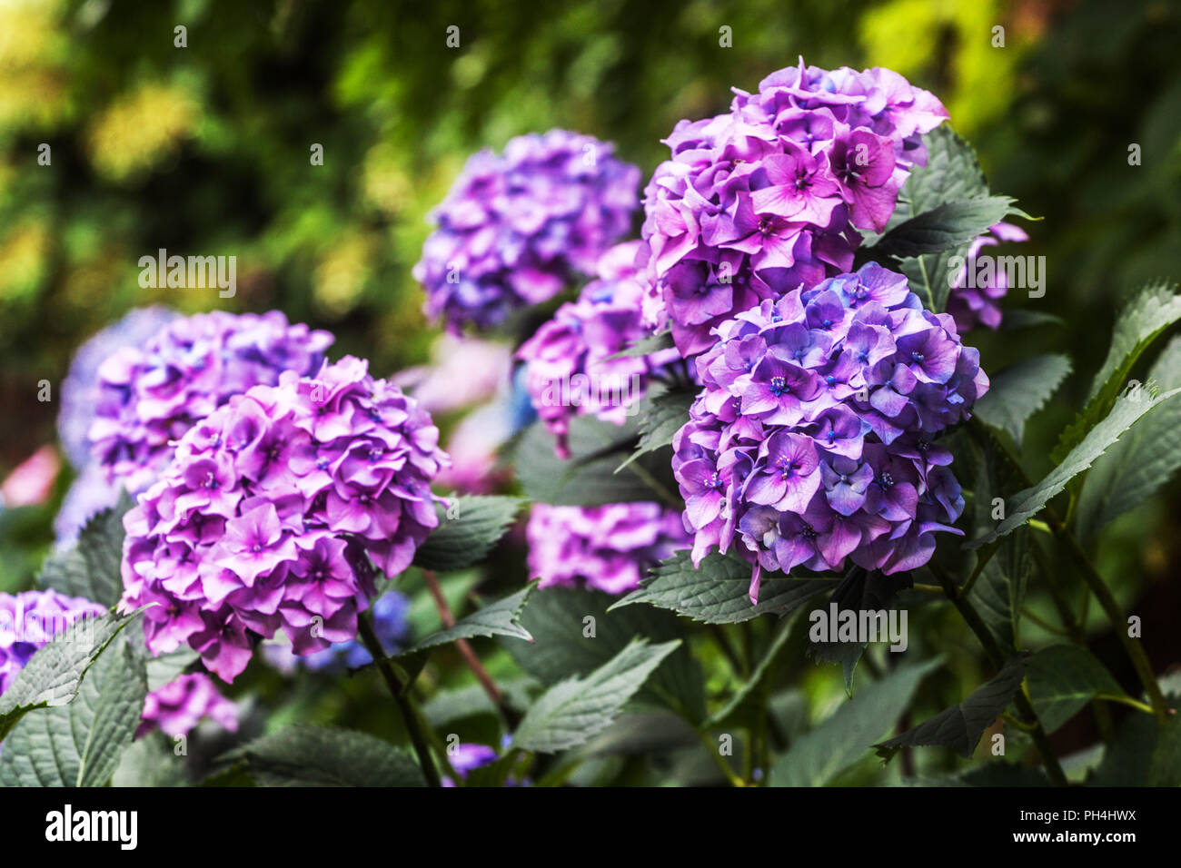 Hortensien blühen, blau und violett, Hydrangea macrophylla Stockfoto