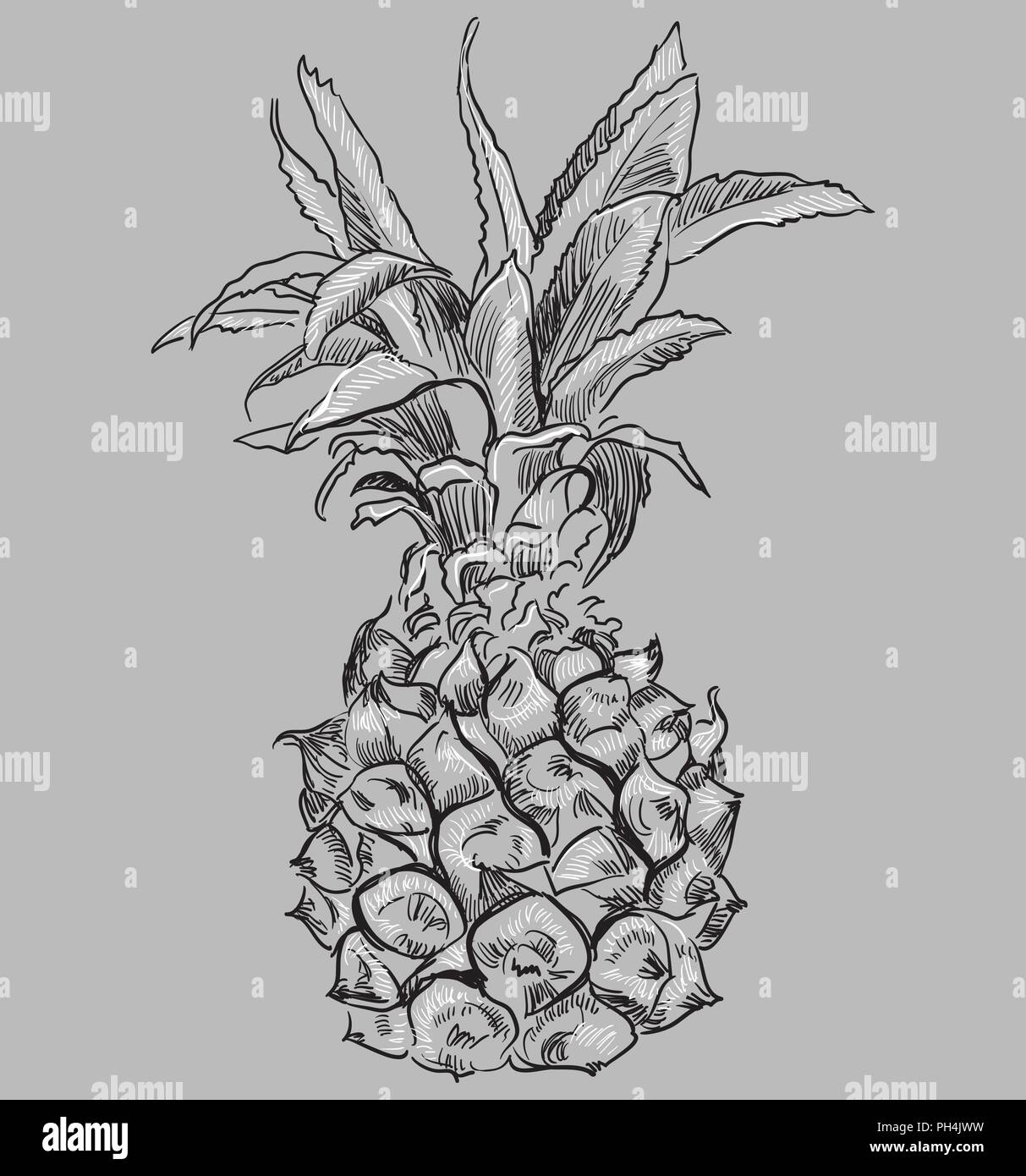 Hand gezeichnet Obst Ananas. Vektor monochromen Abbildung auf grauen Hintergrund isoliert. Stock Vektor