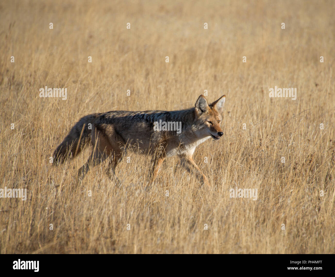 Grauer Wolf, Canis lupus, Yellowstone National Park, USA Stockfoto