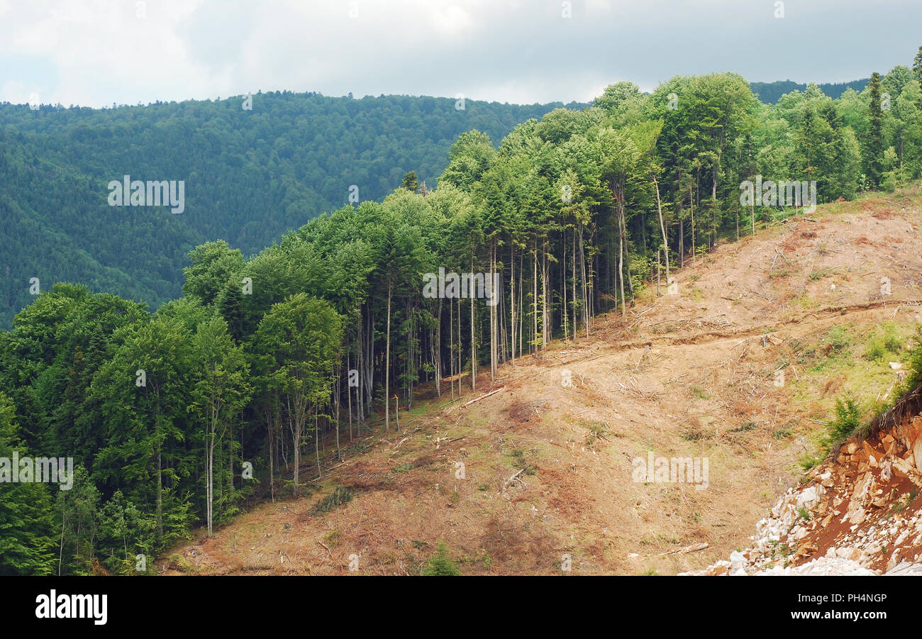 Entwaldung, eine von vielen Wäldern vor kurzem in Rumänien cut Stockfoto