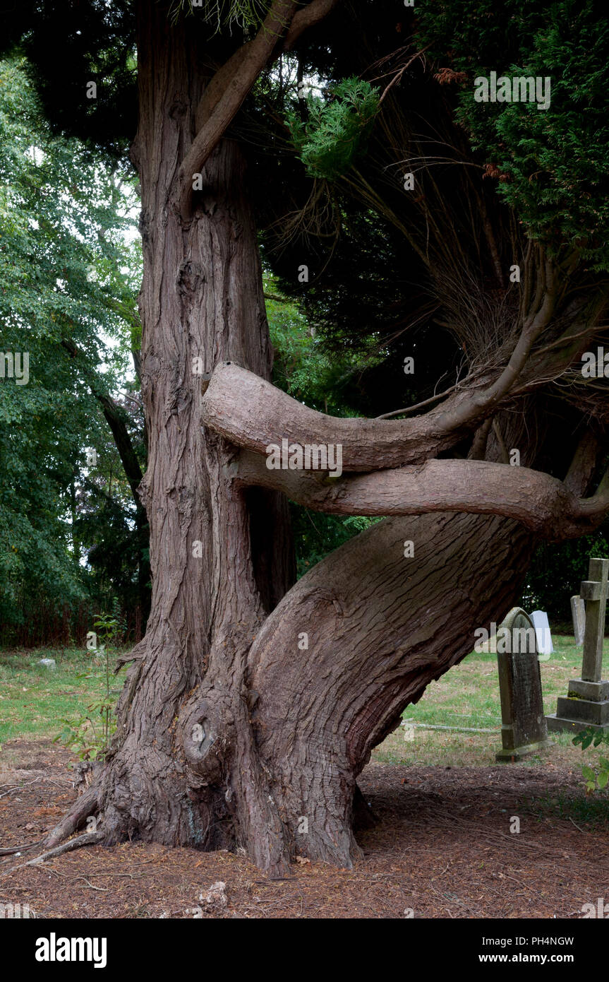 Verzerrte nadelholz Baum in St. Johannes der Täufer Kirchhof, weiß Damen Aston, Worcestershire, England, Großbritannien Stockfoto