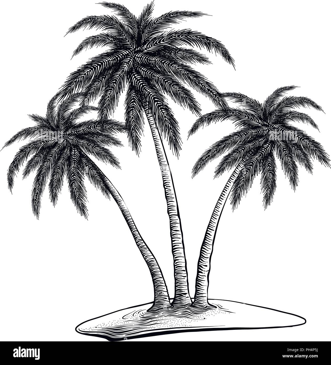 Hand gezeichnete Skizze von Palmen in schwarz auf weißem Hintergrund.  Detaillierte Vintage Style Zeichnung. Vector Illustration  Stock-Vektorgrafik - Alamy