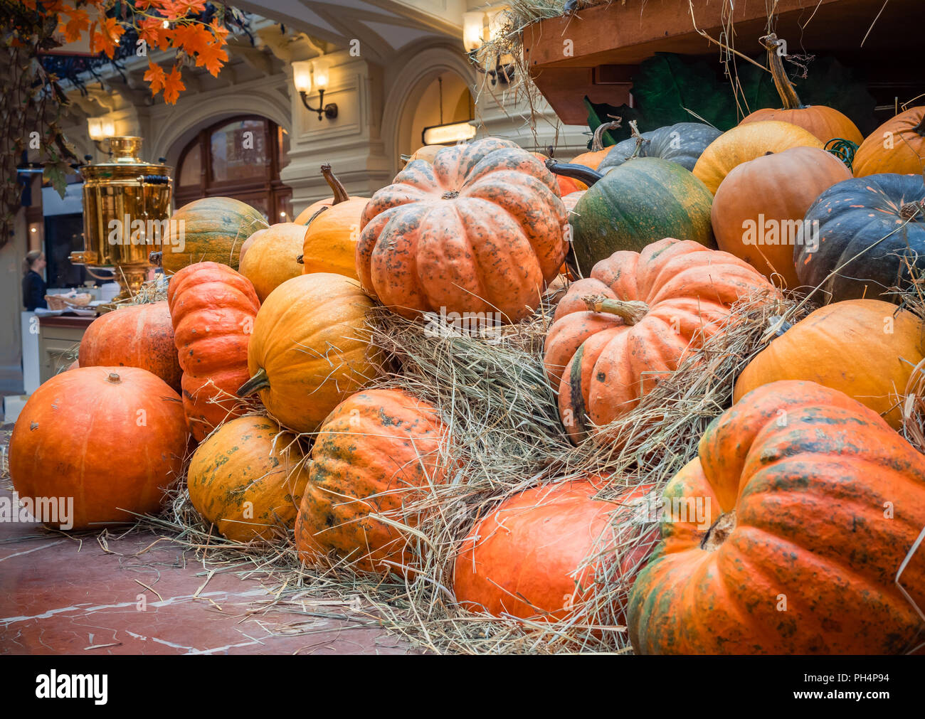 Viele große orange Kürbisse liegen im Stroh. Herbst Straße Dekoration. Herbst Ernte der Kürbisse vorbereitet für den Urlaub. Stockfoto