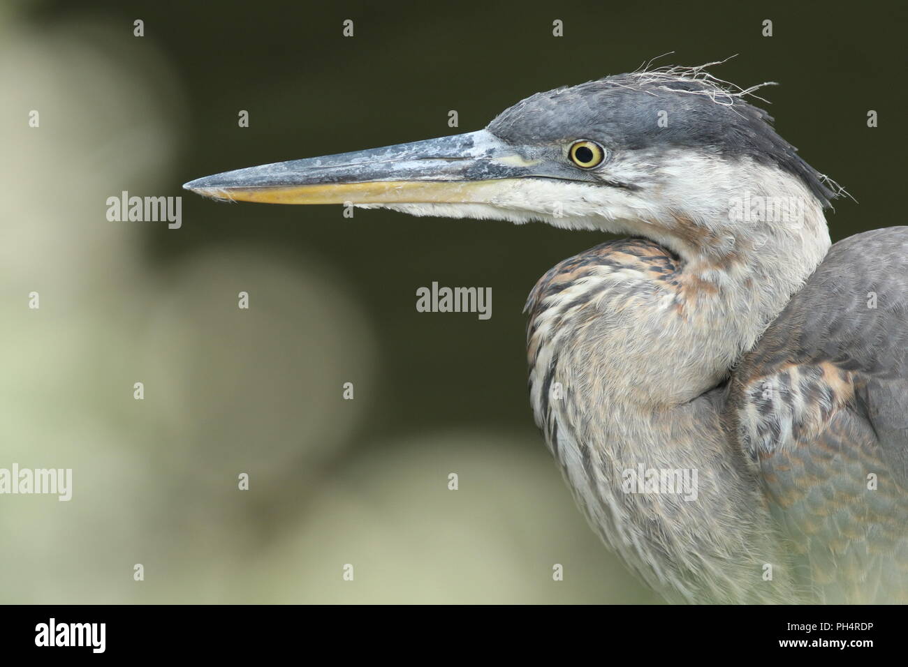 Purpurreiher hinter Verstecken aus Schilf in einem kleinen Teich, auf der Jagd nach Essen am späten Nachmittag. Stockfoto