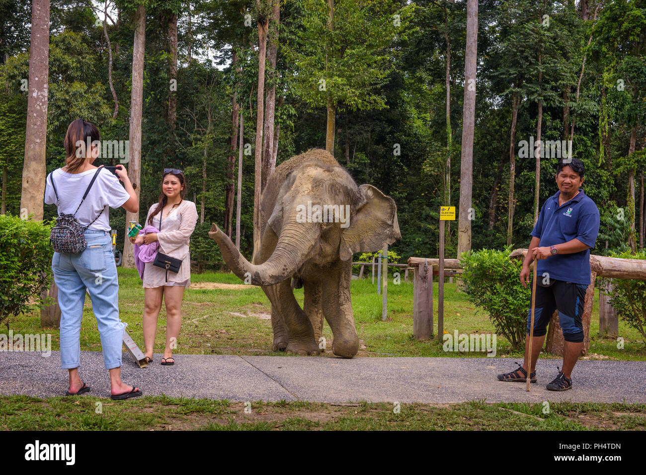 Touristen nehmen Sie Fotos mit einem indischen Elefanten Stockfoto