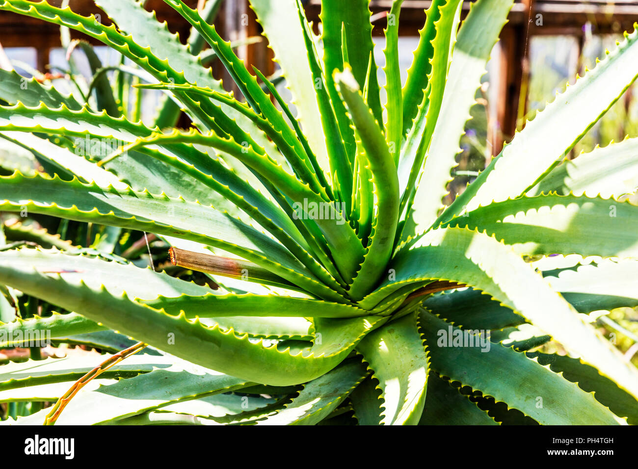 Kandelaber Aloe Pflanze Stockfotos und -bilder Kaufen - Alamy
