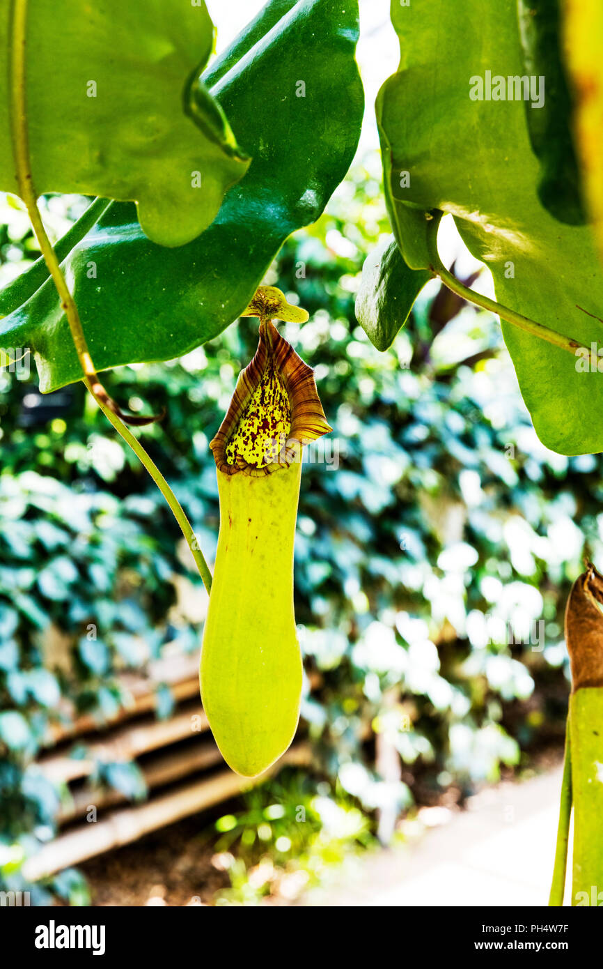 Nepenthes truncata, tropischen Kannenpflanze, Philippinen pflanzen, Tropische Schlauchpflanzen, Nepenthes truncata truncata Pflanze Nepenthes Kannenpflanze, Stockfoto