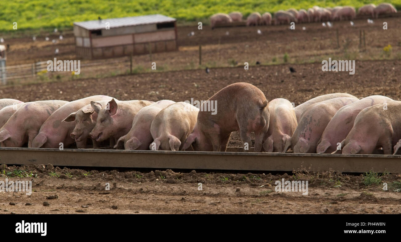 Schweine füttern Stockfoto