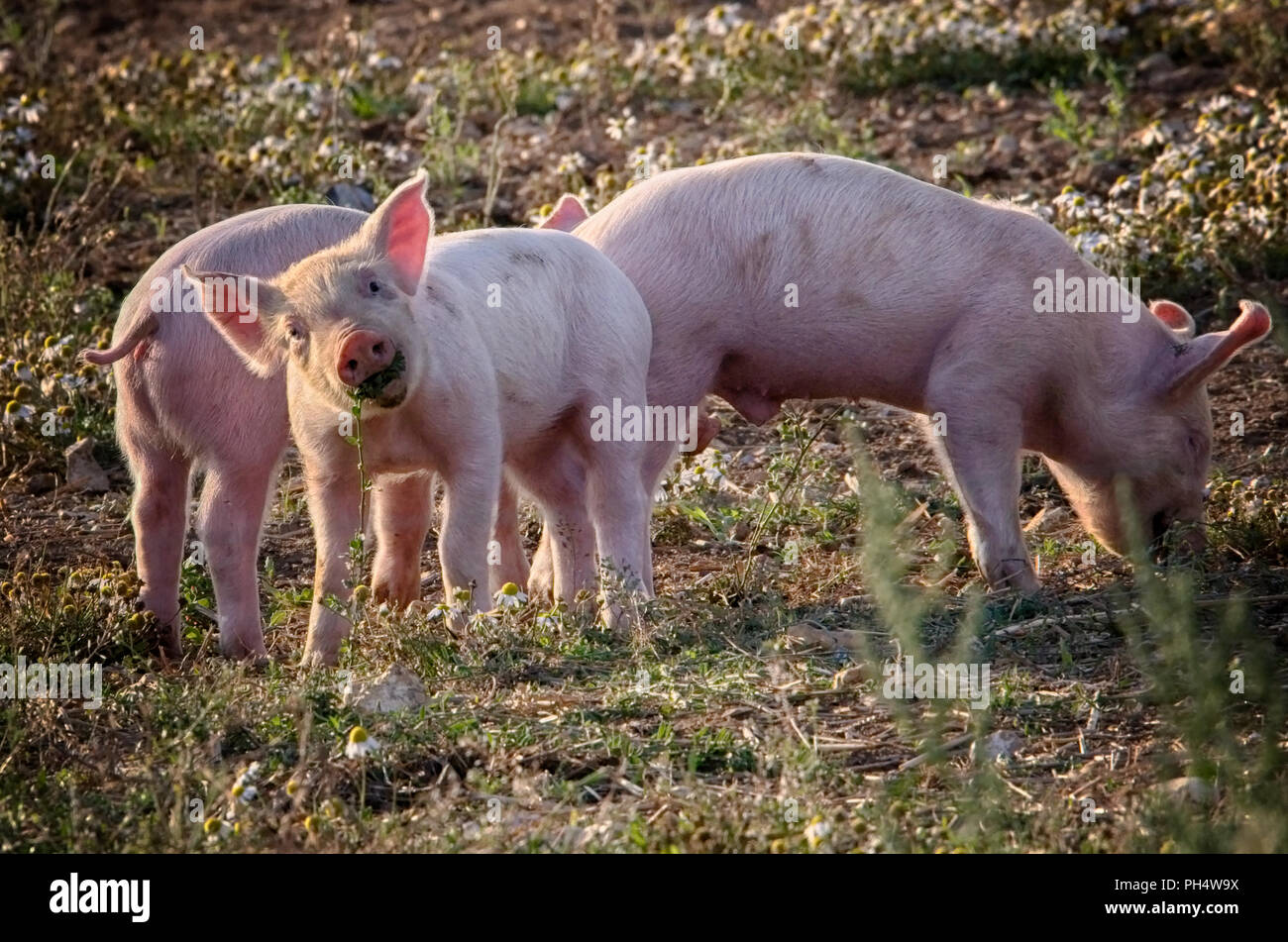 Ferkel und Schweine Stockfoto