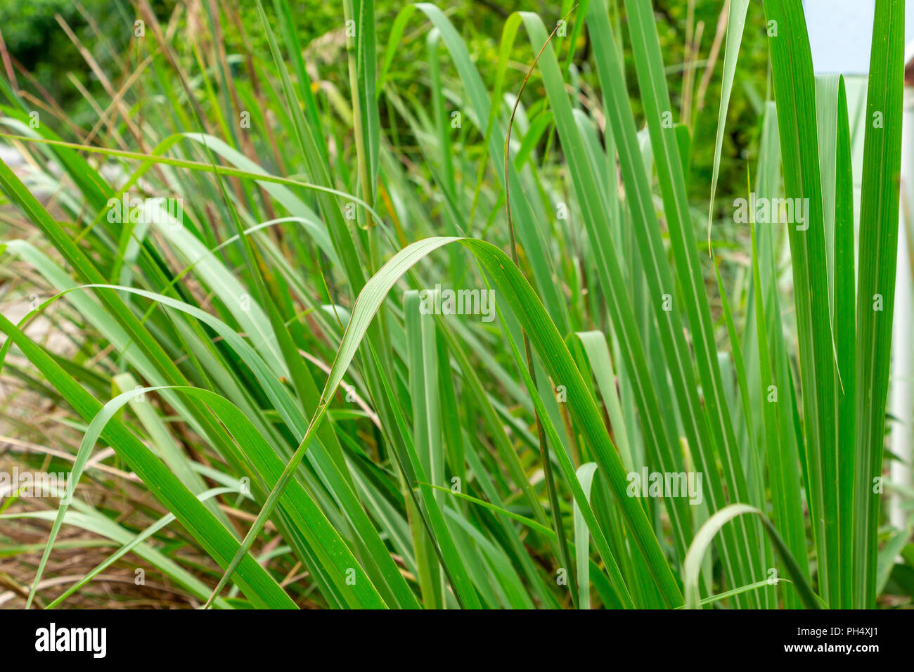 Osteuropa (gamagrass Tripsacum dactyloides) - Davie, Florida, USA Stockfoto