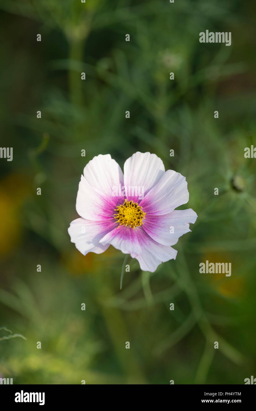 Schmuckkörbchen 'Daydream' Blume Stockfoto