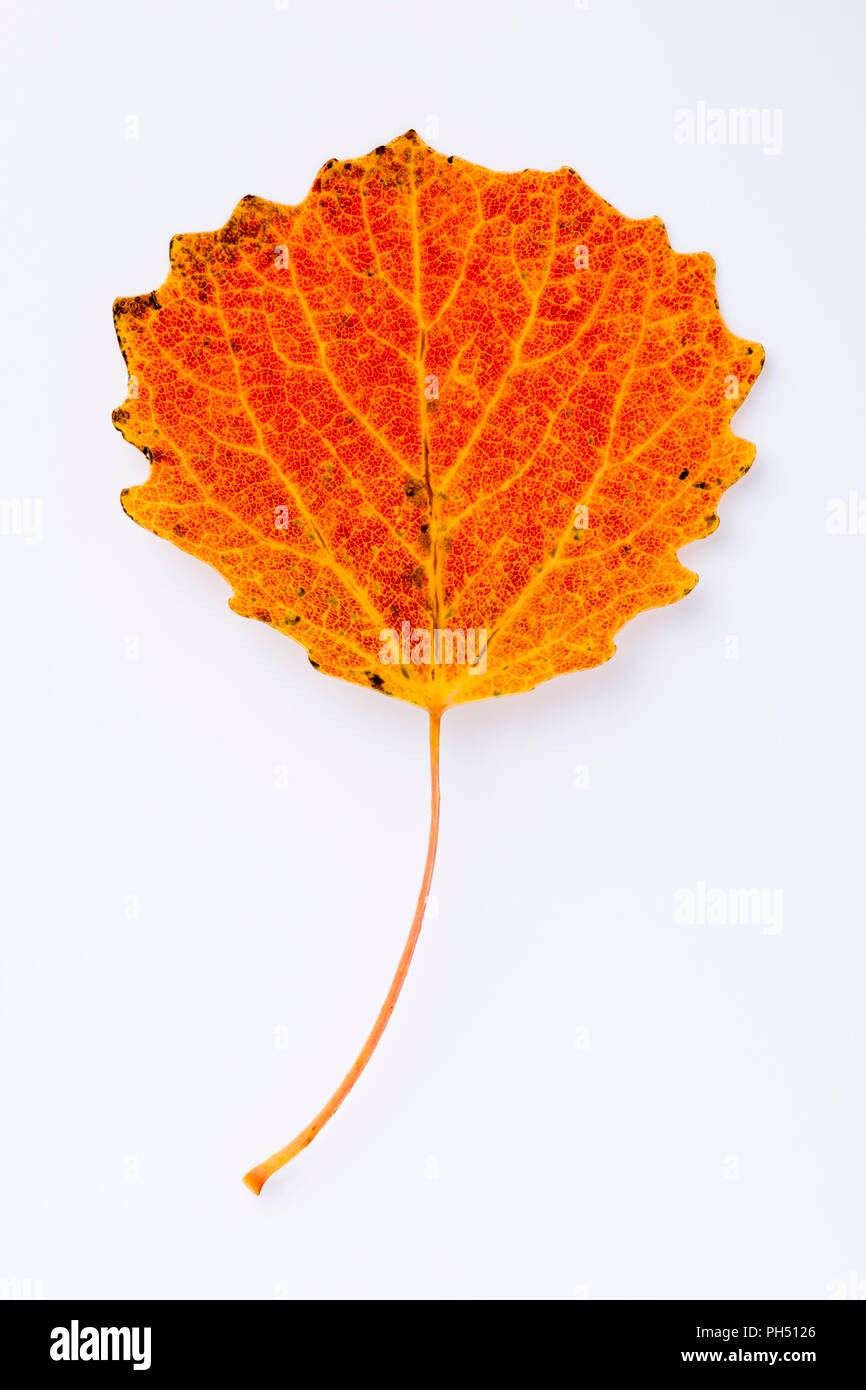 Espe Populus tremla Blätter in Herbstfarben im Studio Stockfoto