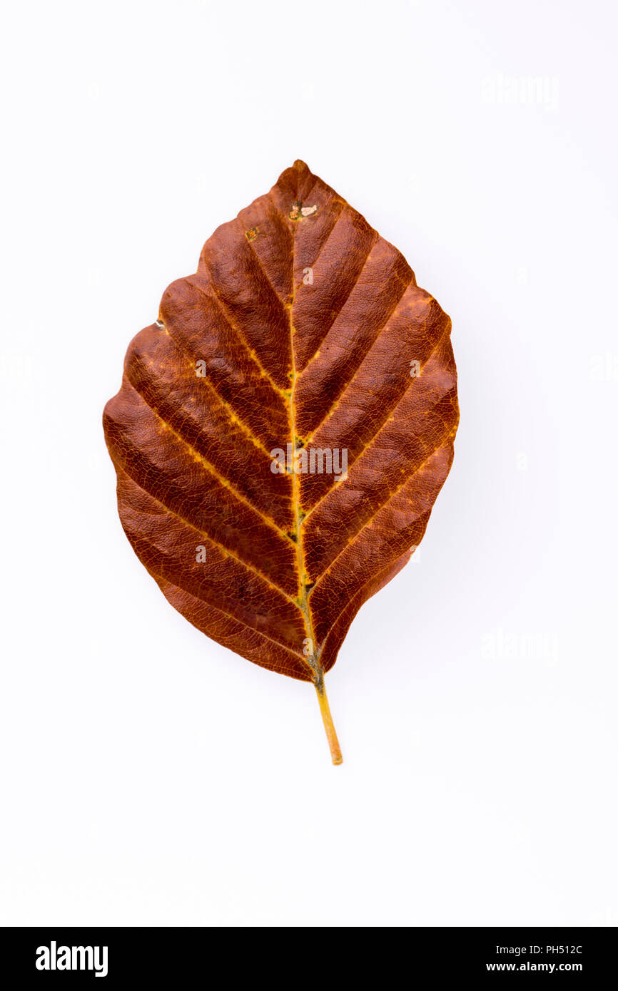 Buche Fagus sylvatica die Blätter in Herbstfarben im Studio Stockfoto