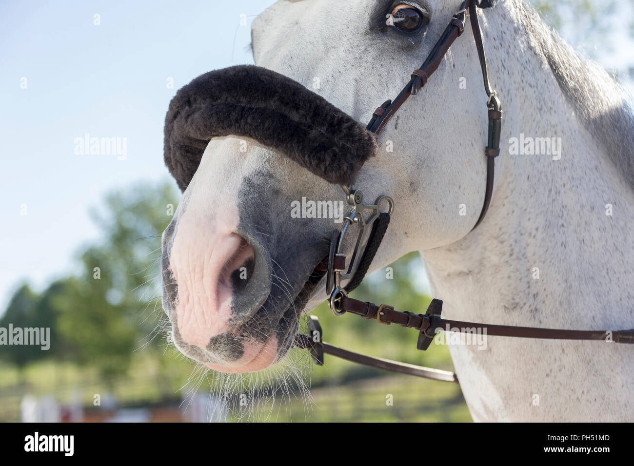 Warmblut. Grau Erwachsener mit hackamore. Deutschland Stockfoto