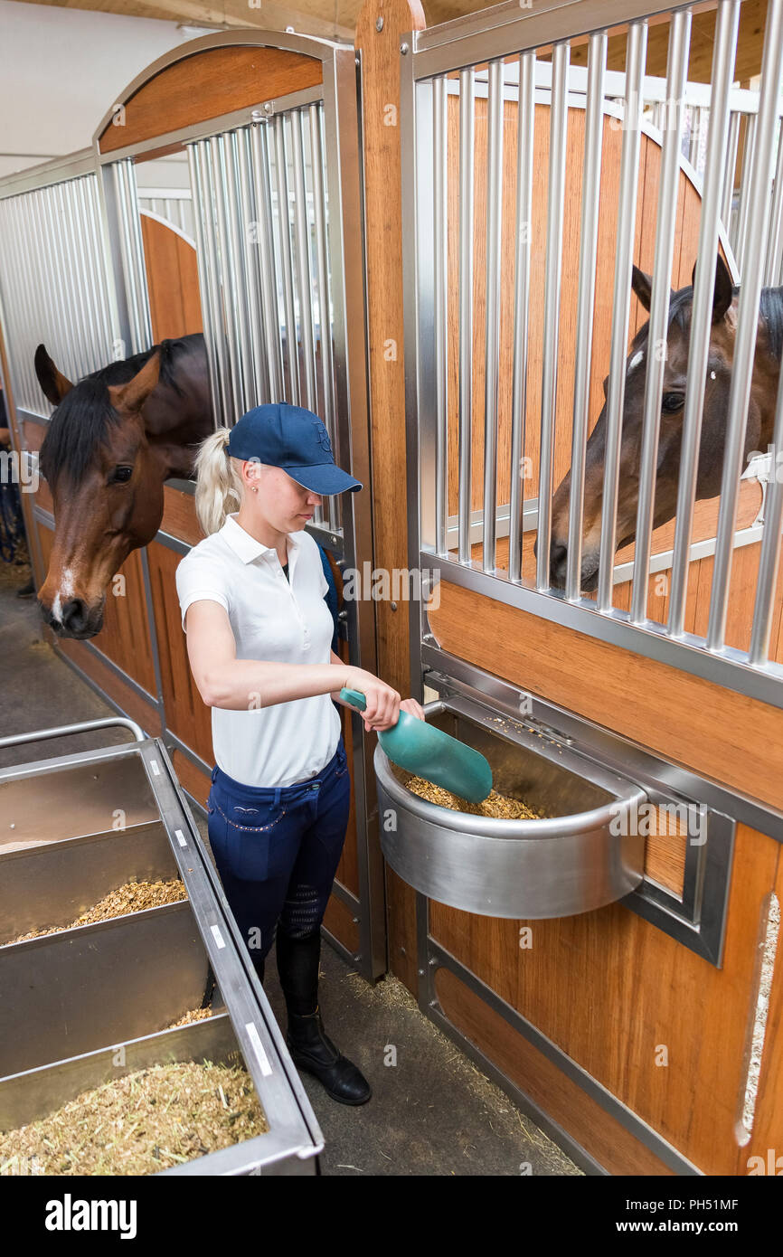 Warmblut Pferd. Bräutigam Fütterung Pferd in einem Stall. Deutschland Stockfoto