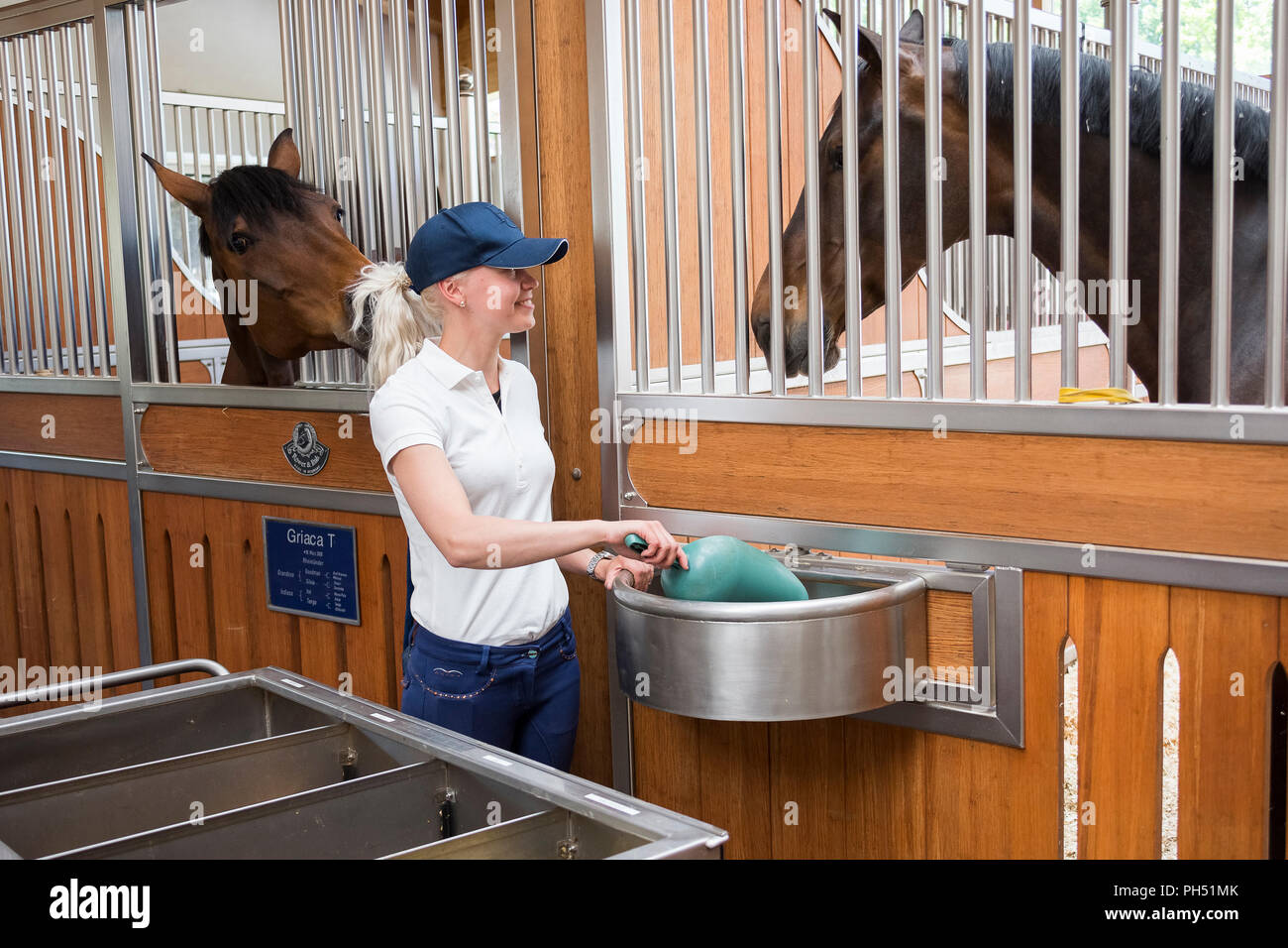 Warmblut Pferd. Bräutigam Fütterung Pferd in einem Stall. Deutschland Stockfoto