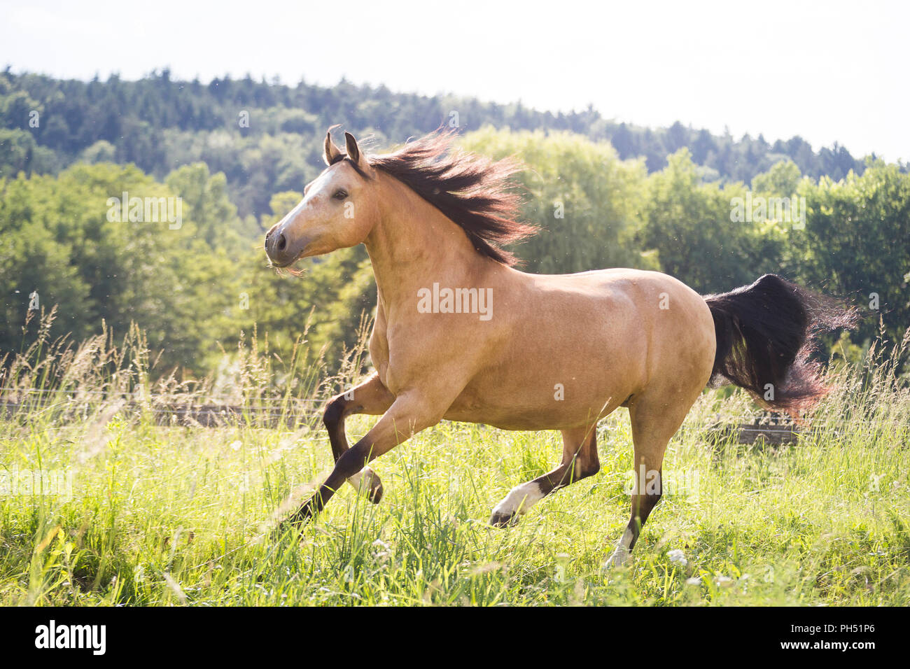 Welsh Cob (Abschnitt D). Dun mare gallopieren auf einer Weide. Österreich Stockfoto