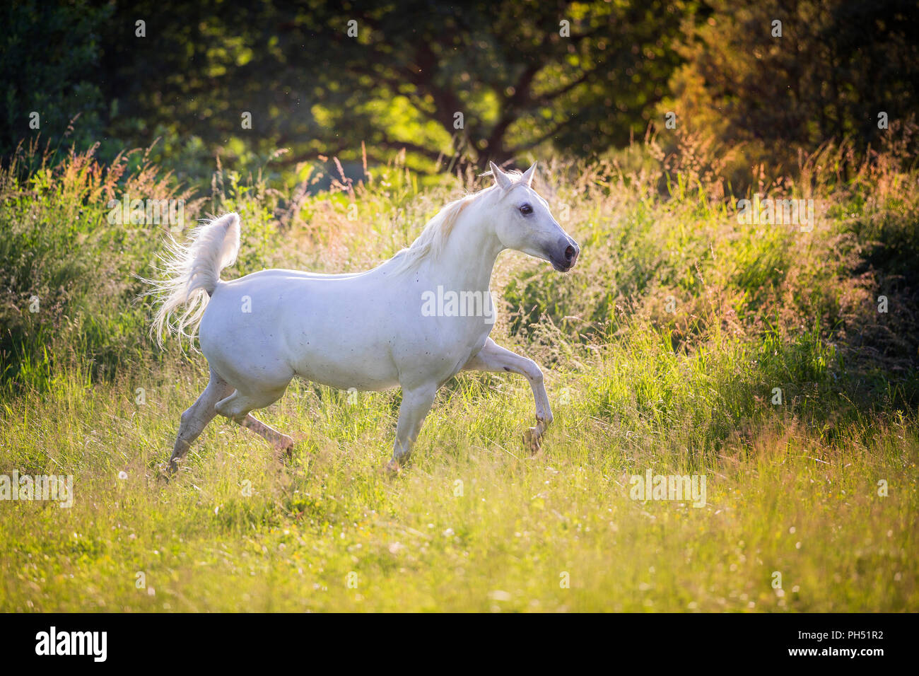 Shagya Araber. Grey Mare Trab auf einer Weide. Österreich Stockfoto