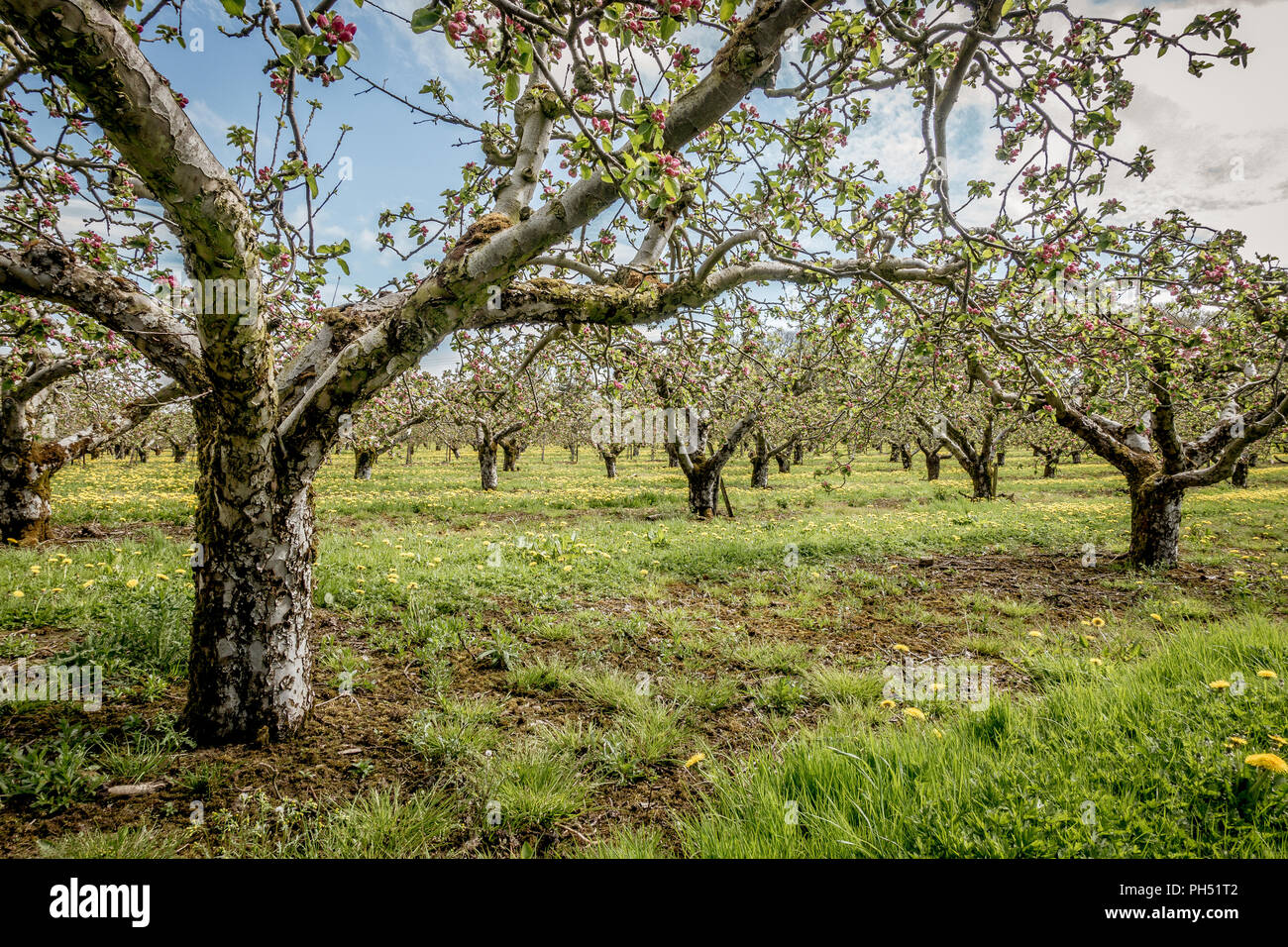 Apple Orchard blossom Armagh in Nordirland Stockfoto