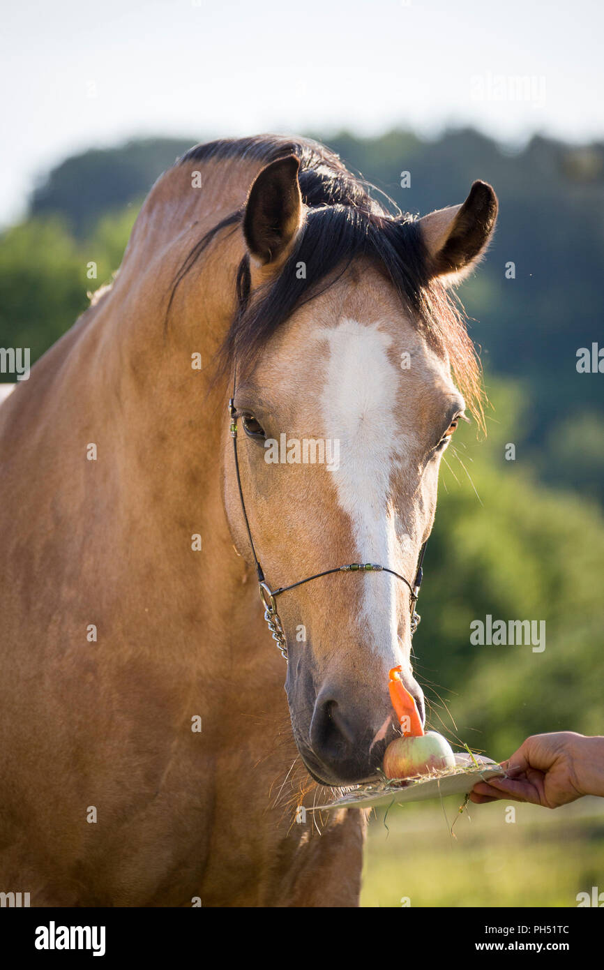 Welsh Cob (Abschnitt D). Dun mare Essen seine Geburtstagstorte. Österreich Stockfoto