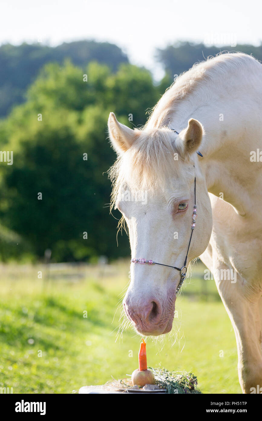 Welsh Cob (Abschnitt D). Cremello Stute auf seiner Geburtstagstorte. Österreich Stockfoto