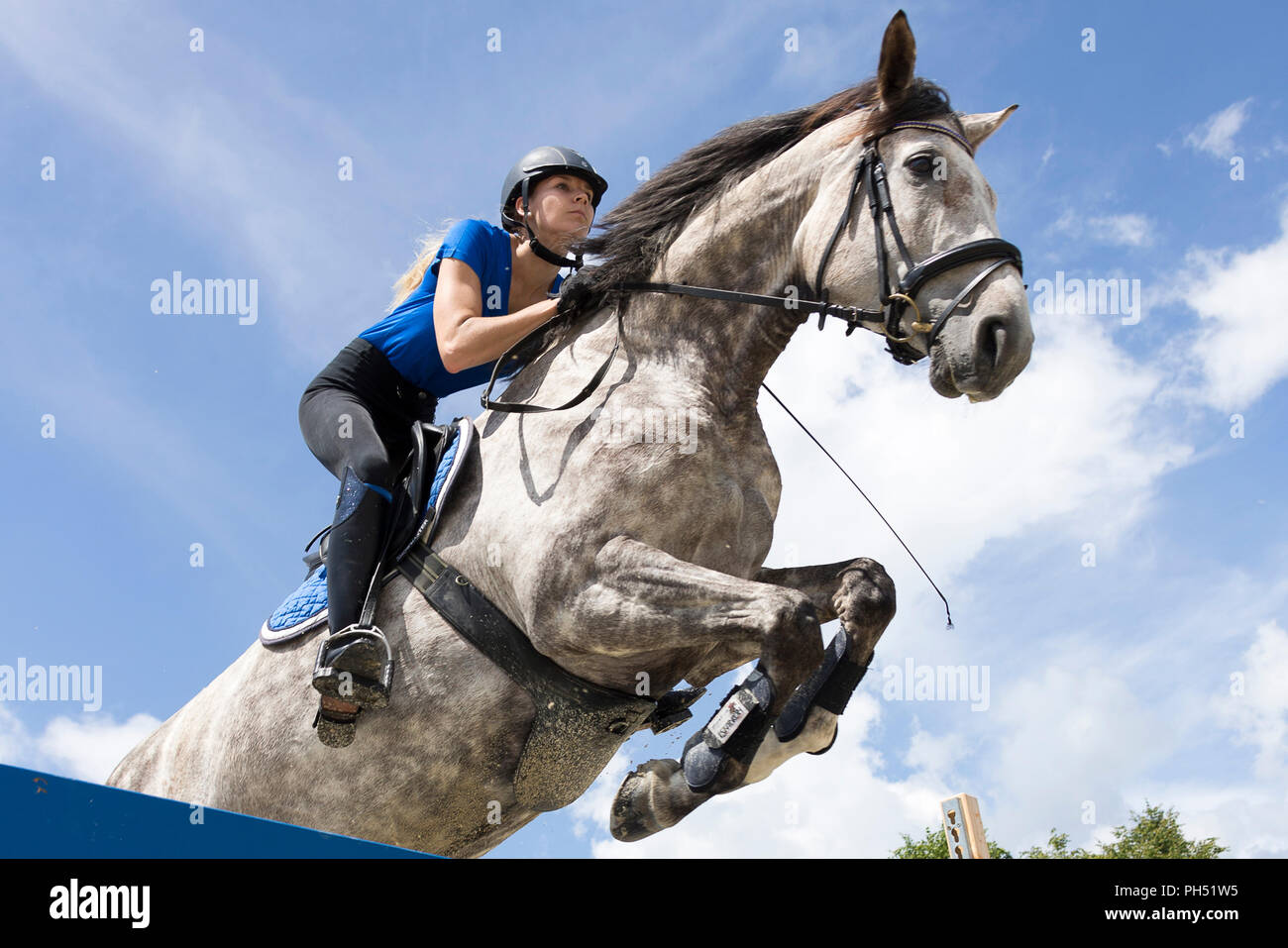 Österreichisches Warmblut. Grey Mare mit Reiter über ein Hindernis springen. Österreich Stockfoto