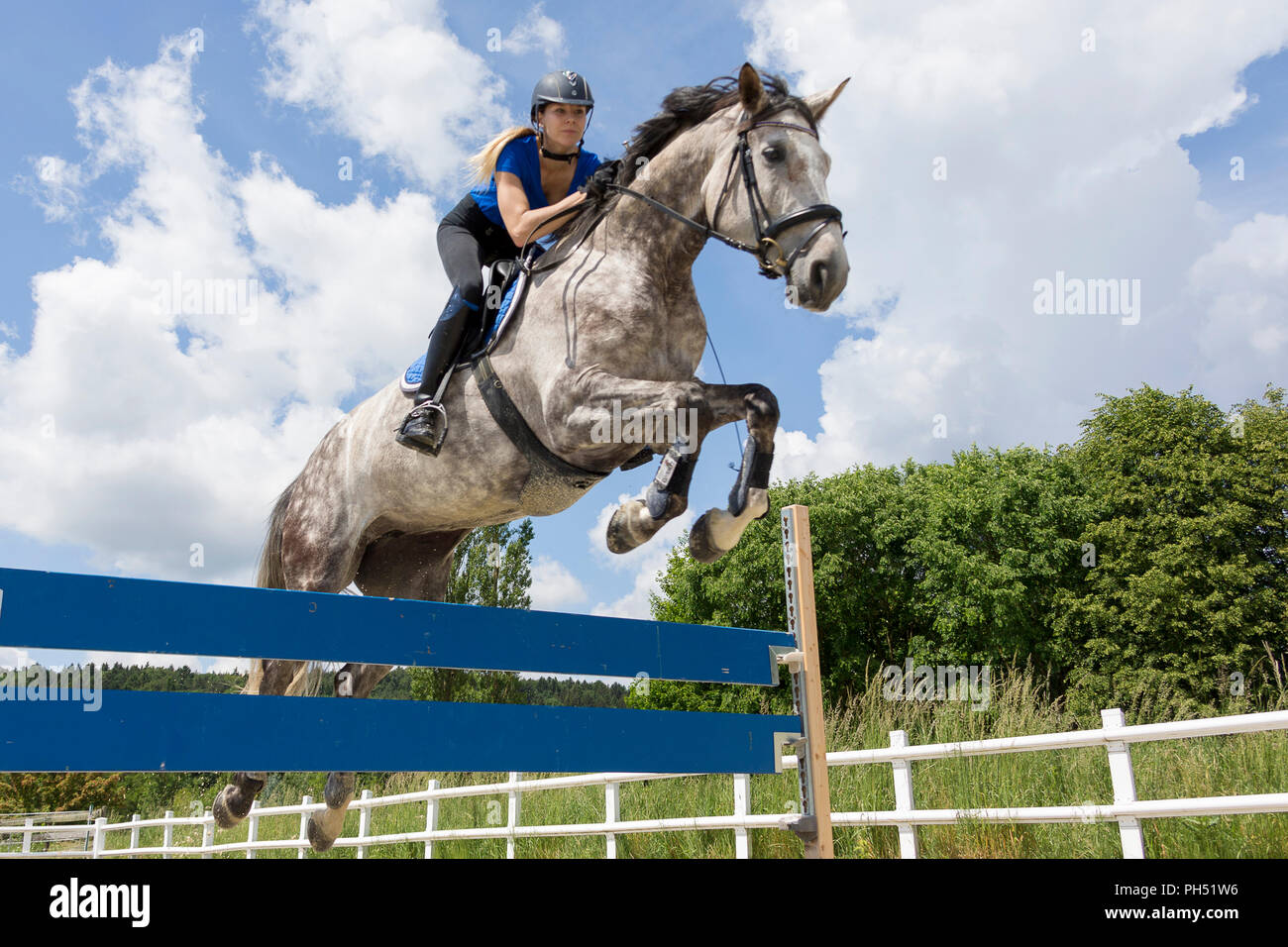 Österreichisches Warmblut. Grey Mare mit Reiter über ein Hindernis springen. Österreich Stockfoto