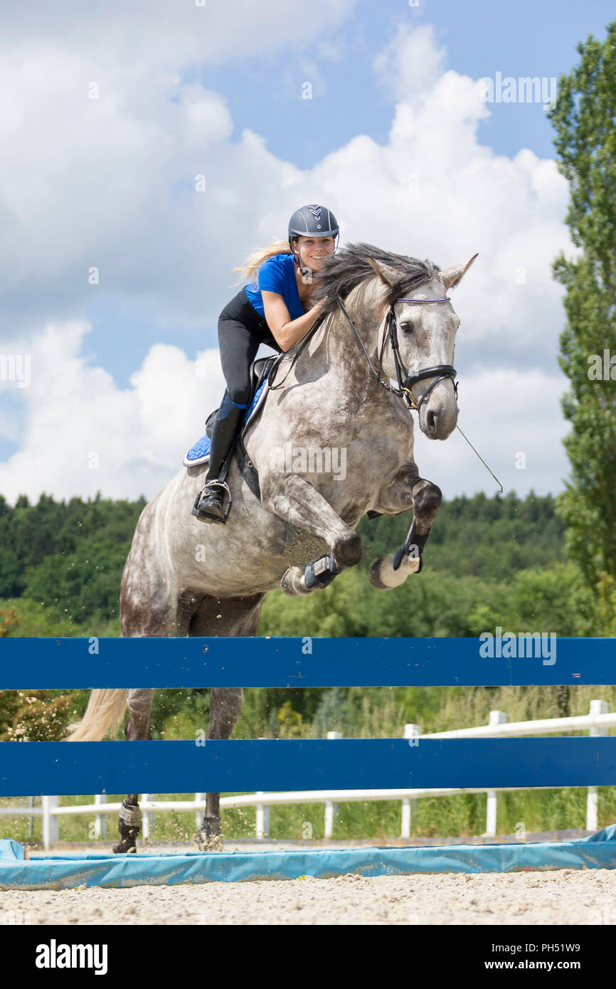 Österreichisches Warmblut. Grey Mare mit Reiter über ein Hindernis springen. Österreich Stockfoto
