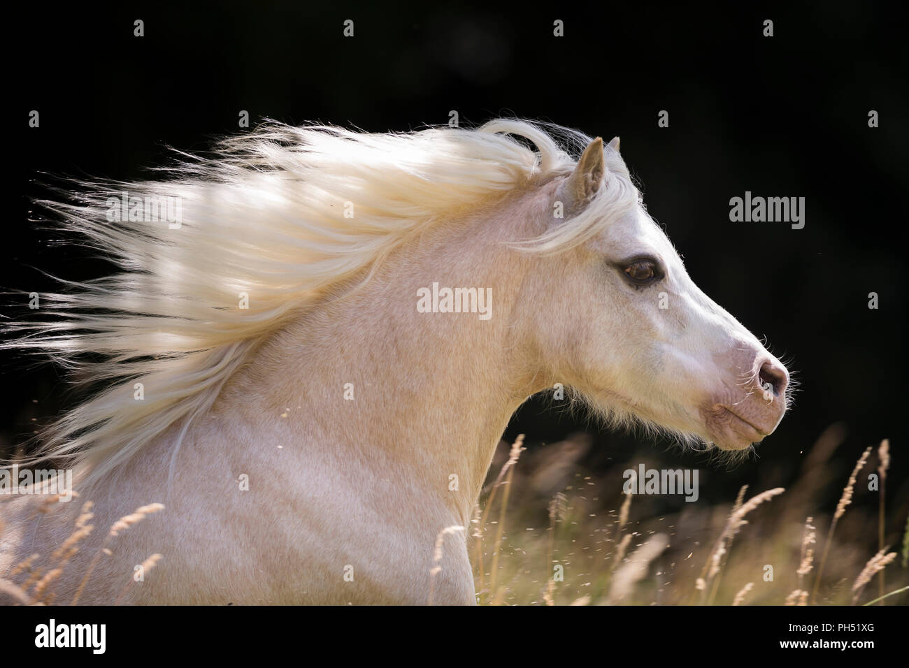 Welsh Mountain Pony. Portrait von Palomino mit Mähne fließt. Deutschland Stockfoto