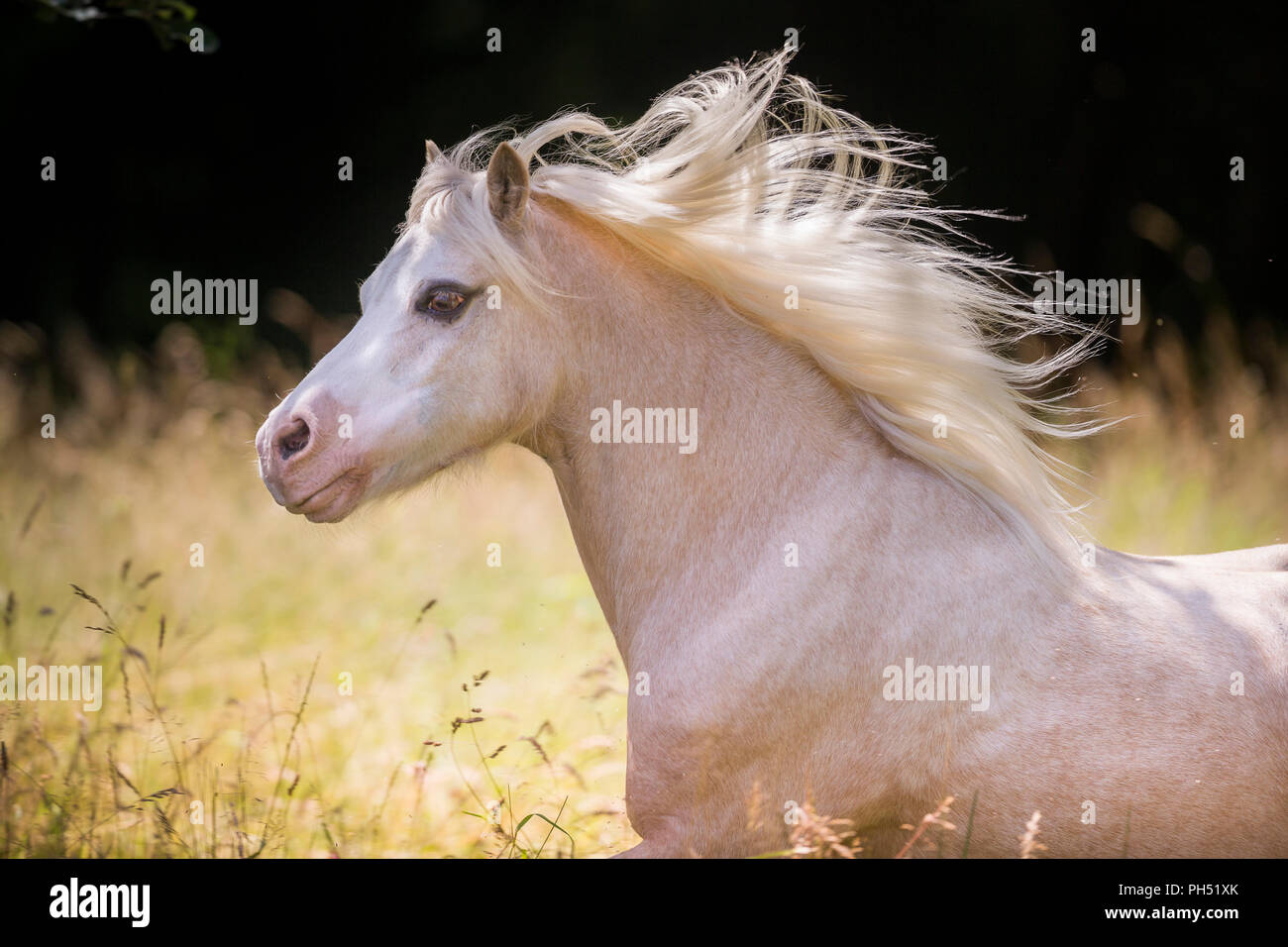 Welsh Mountain Pony. Portrait von Palomino mit Mähne fließt. Deutschland Stockfoto