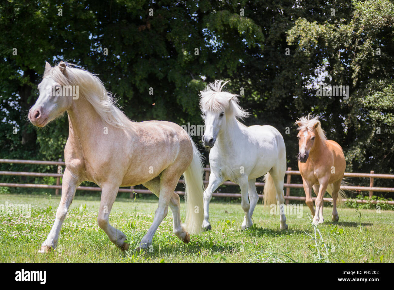 Drei Freunde auf einer Weide: Welsh Mountain Pony, Islandpferde und Haflinger. Deutschland Stockfoto