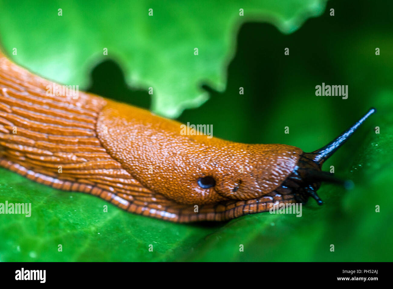 Rote Garten Slug, Arion Rufus, Nahaufnahme Stockfoto