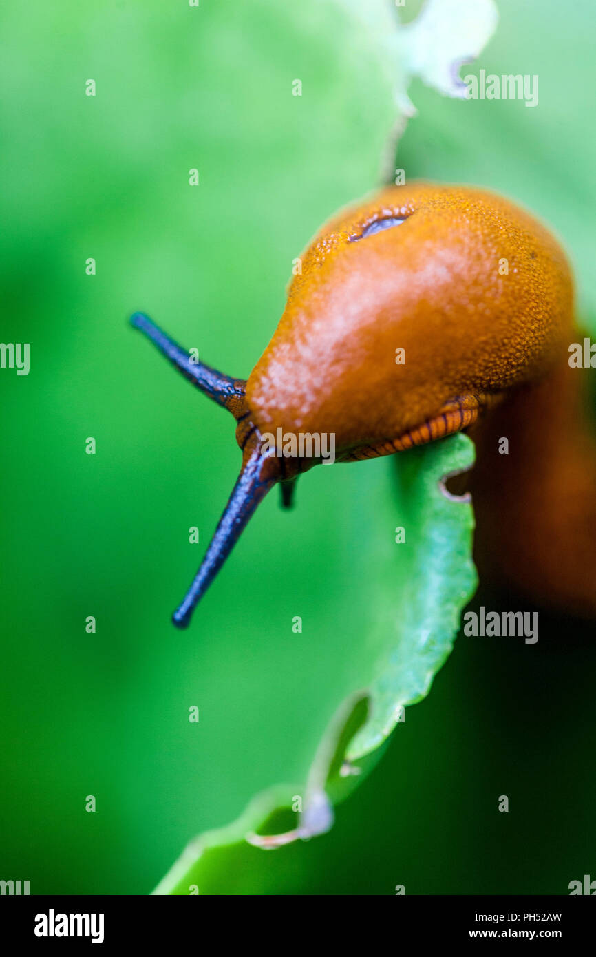 Rote Gartenschnecke auf Blatt Arion rufus, Nahaufnahme Gartenschädling Stockfoto