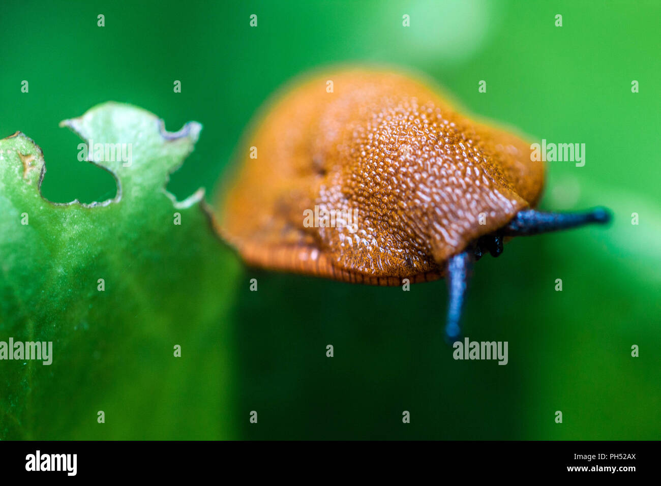 Garten slug Arion Rufus, Nahaufnahme Stockfoto