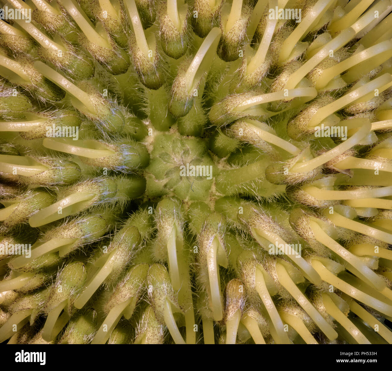 Kunst Stillleben Farbe Blumen makro Portrait des Inneren eines isolierten Protea Blüte von oben gesehen Stockfoto