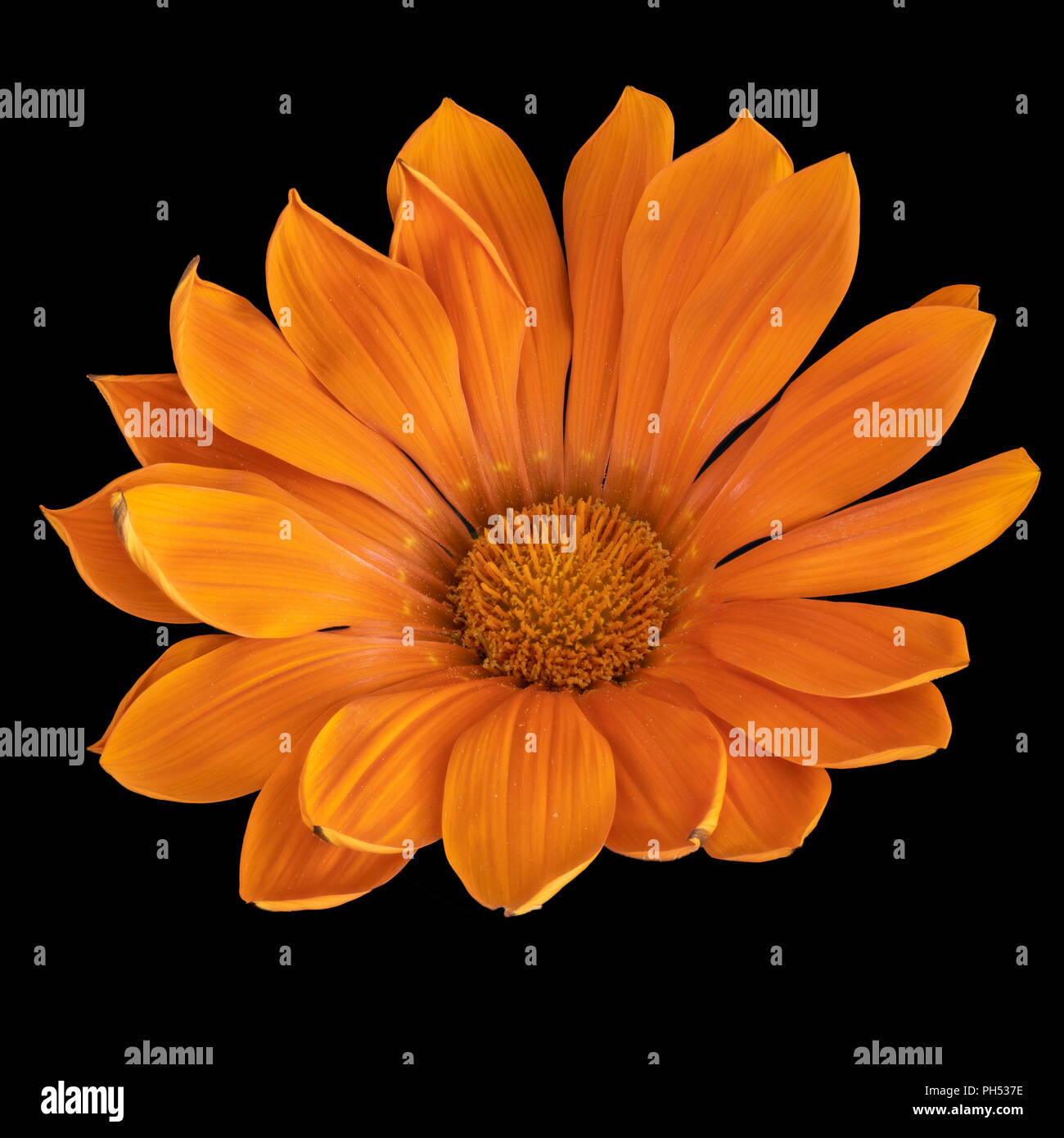 Kunst Stillleben Farben Blumen makro Portrait einer isolierten blühen weit offen Orange Blossom delosperma auf schwarzem Hintergrund Stockfoto