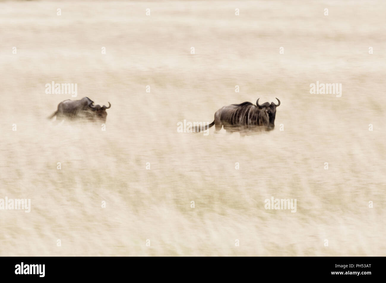 Gnus Rennen durch die langen roten - Hafer Gras der Masai Mara, Kenia, die während der jährlichen großen Migration. Verfolgt der Bewegung geschossen. Stockfoto