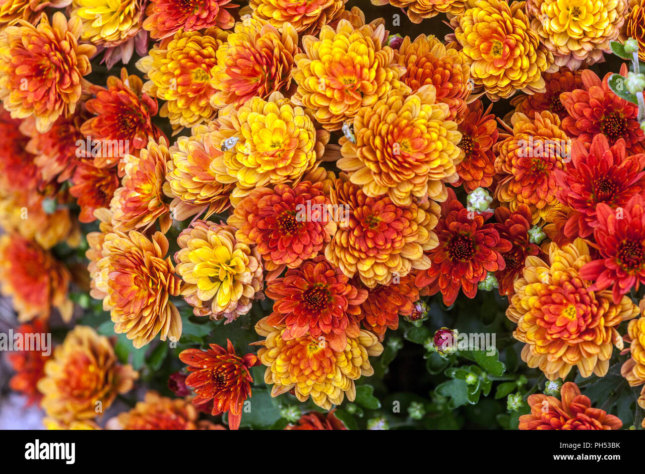 Orange Chrysanthemum blüht Stockfoto