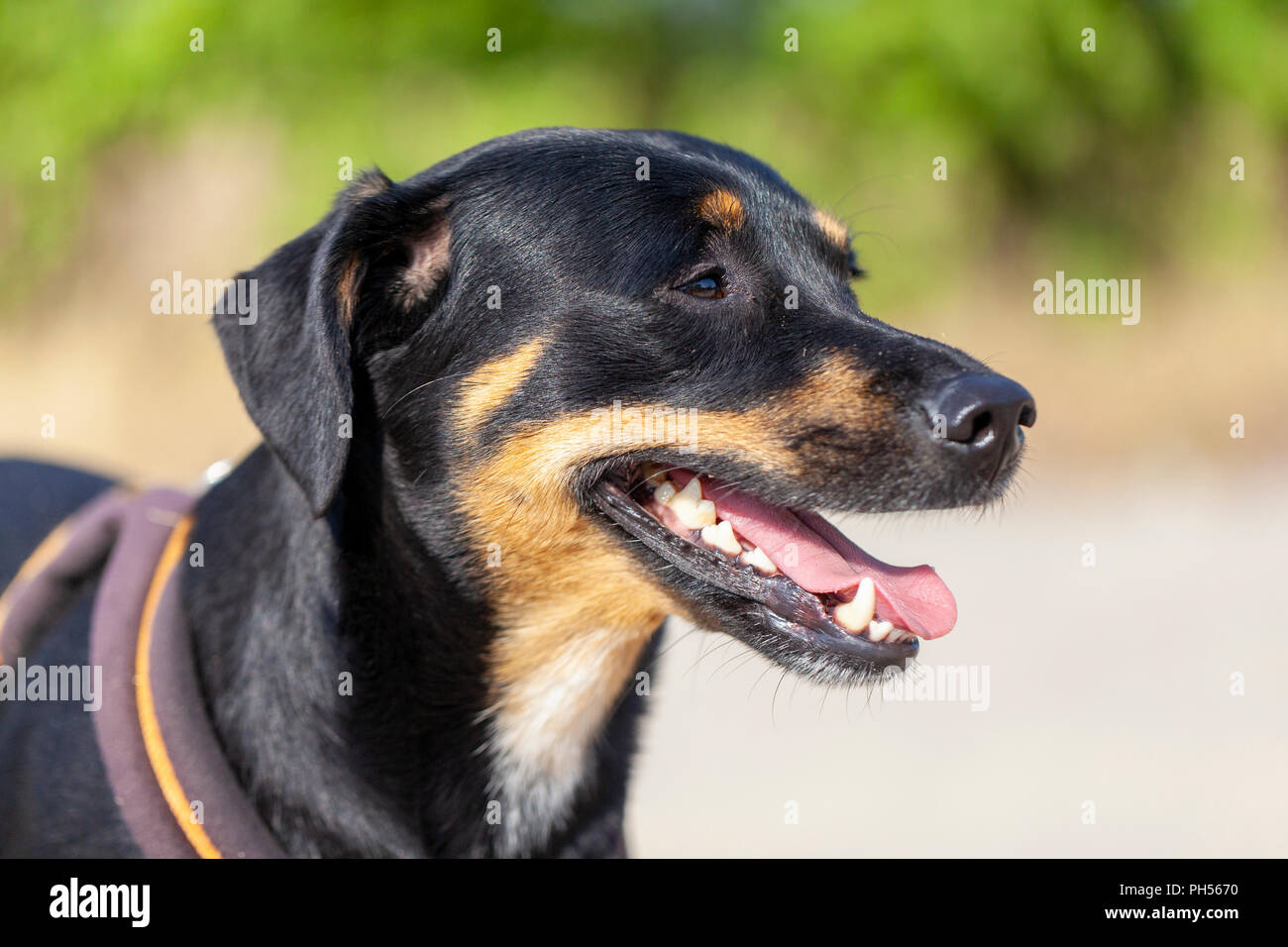 Porträt der Deutsche Pinscher an einem Sommertag Stockfoto