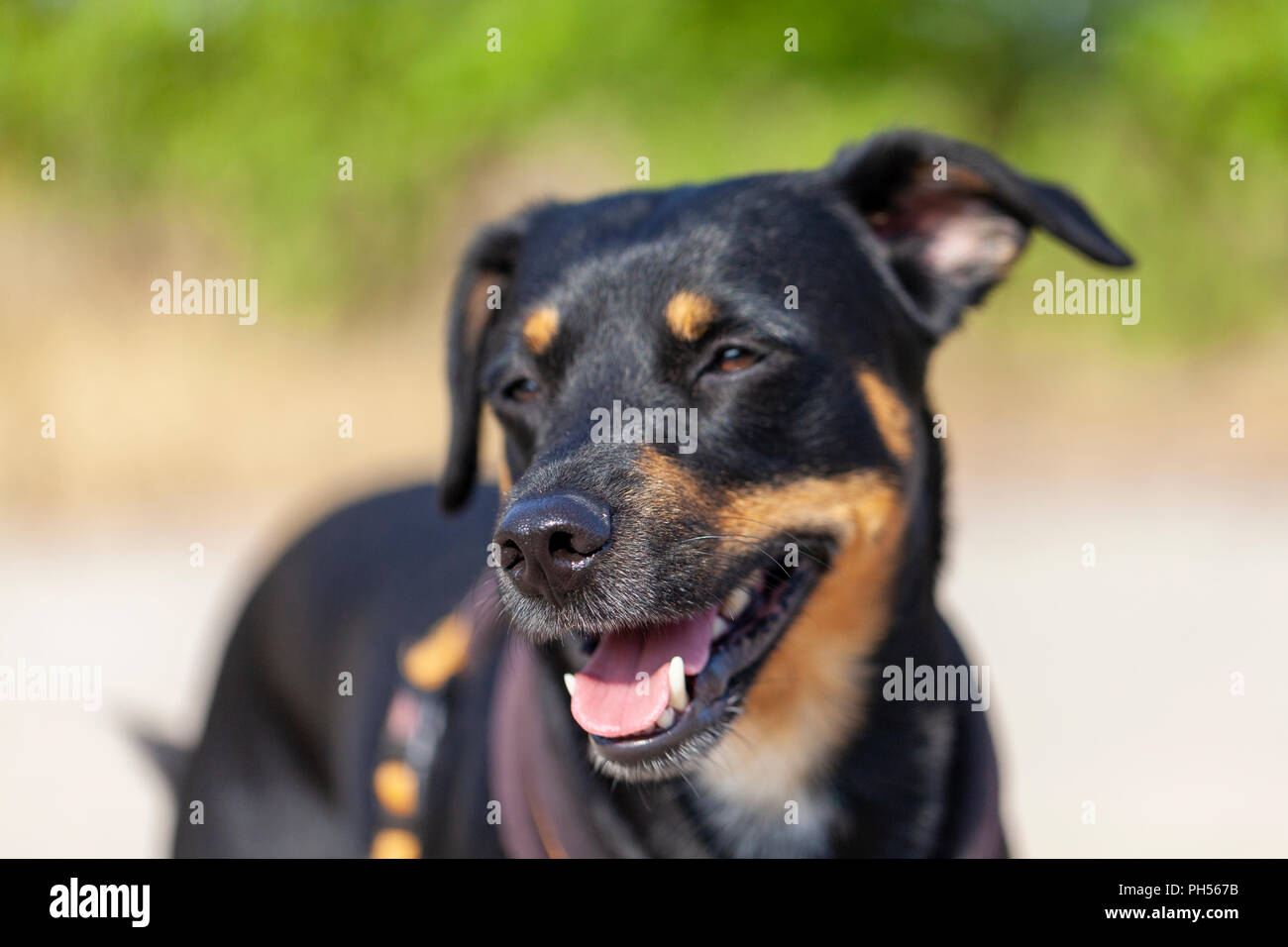 Porträt der Deutsche Pinscher an einem Sommertag Stockfoto