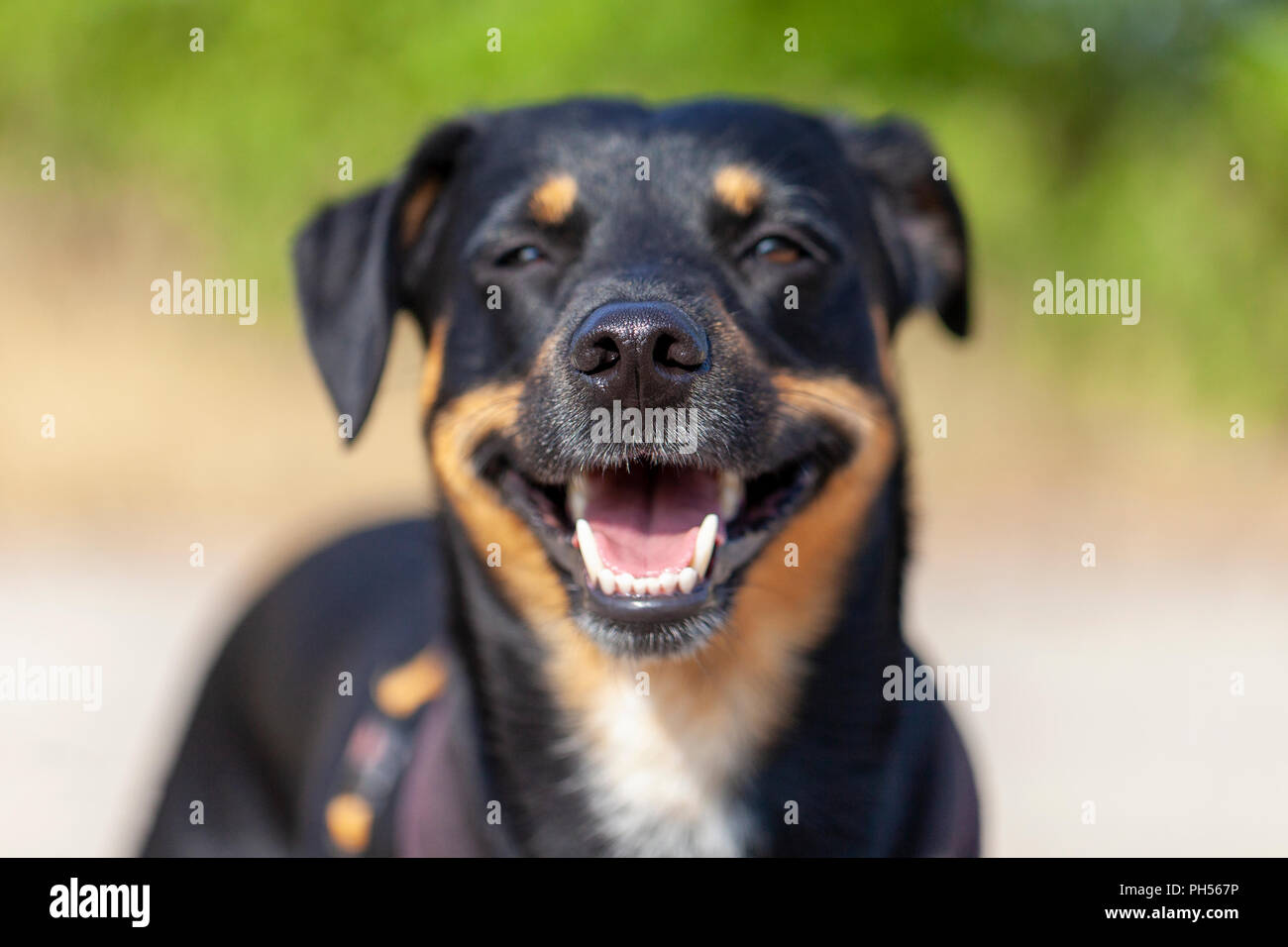 Porträt der Deutsche Pinscher an einem Sommertag Stockfoto