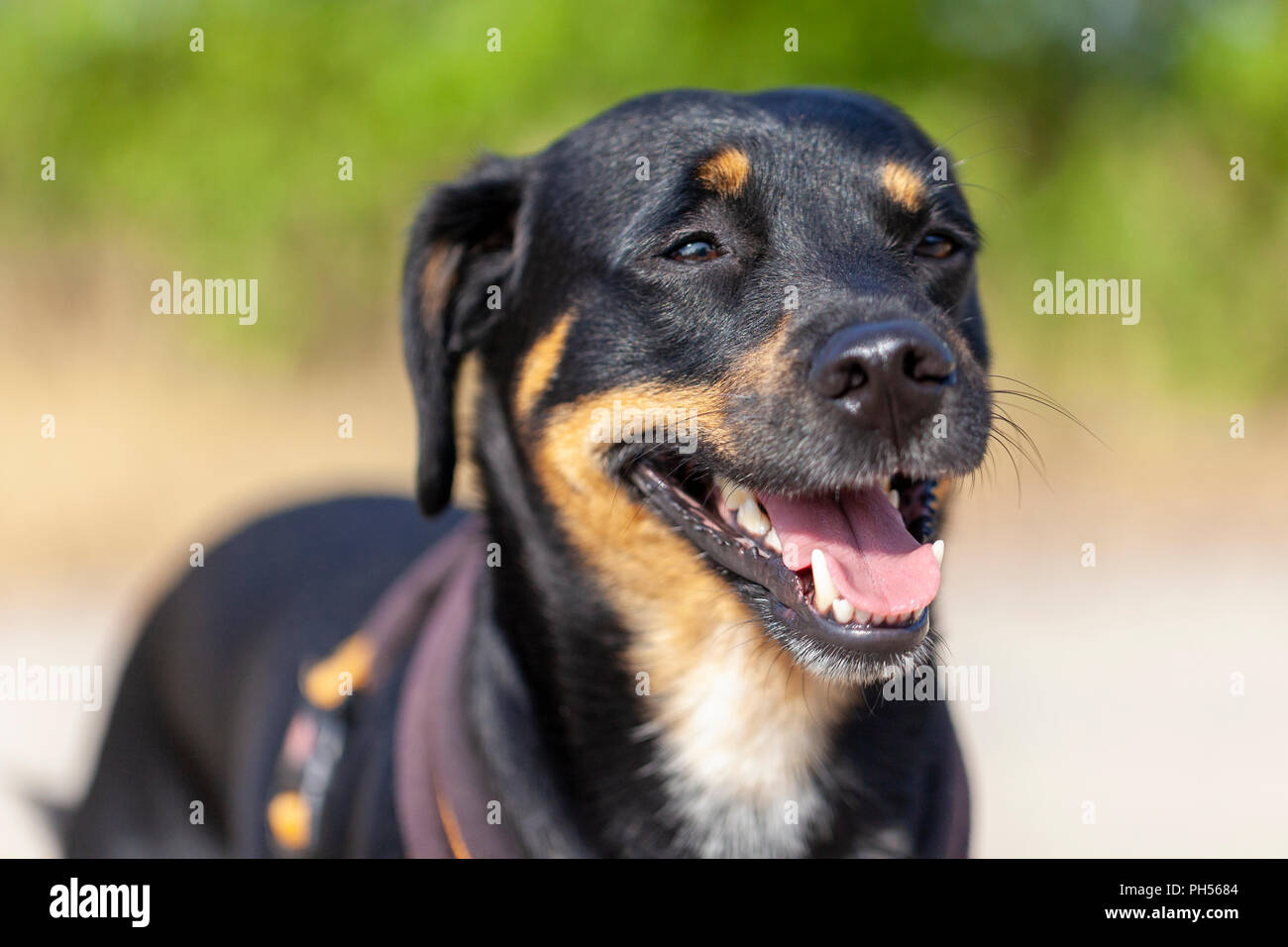 Porträt der Deutsche Pinscher an einem Sommertag Stockfoto